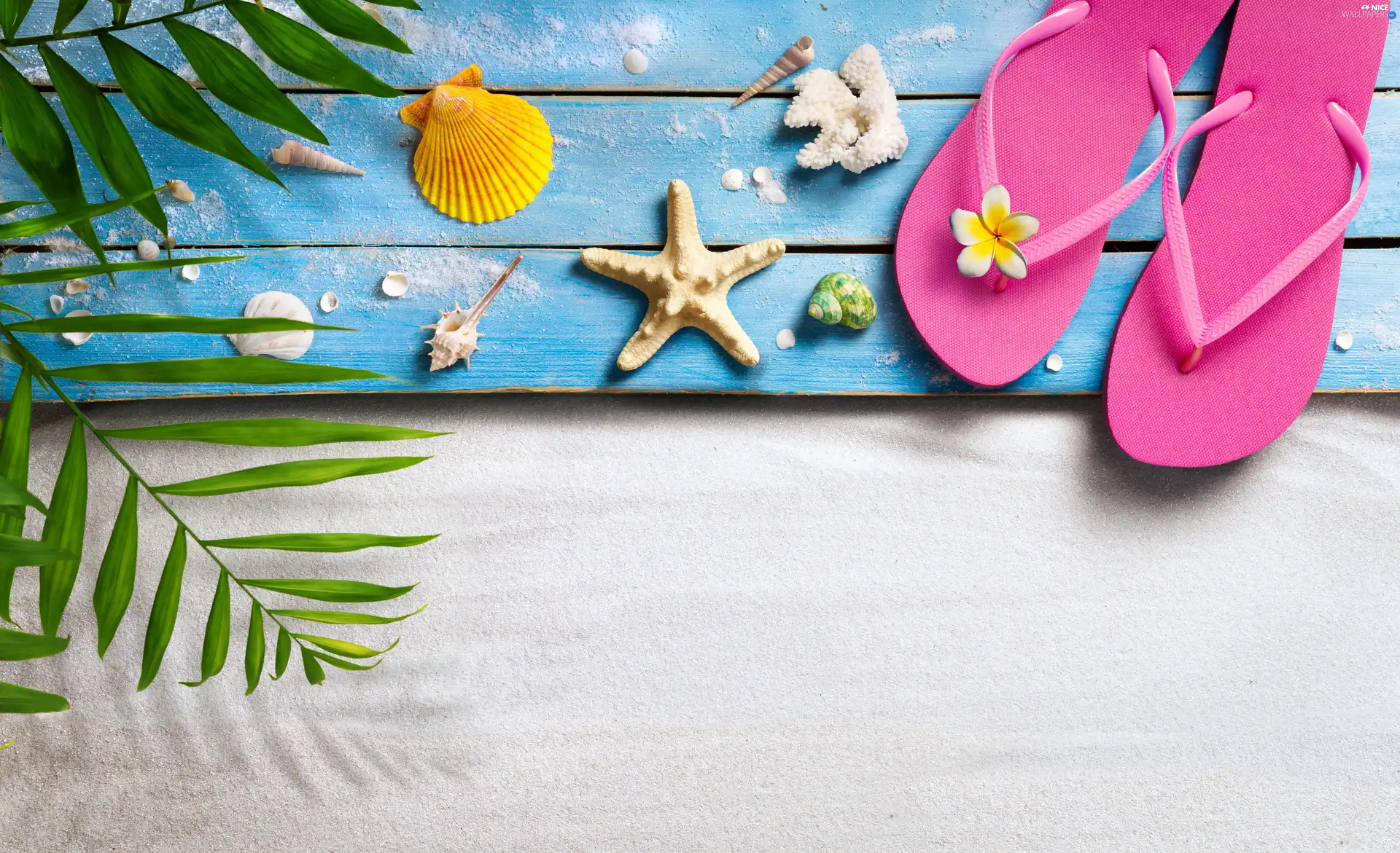 Shells, Sand, summer, Flaps, holiday