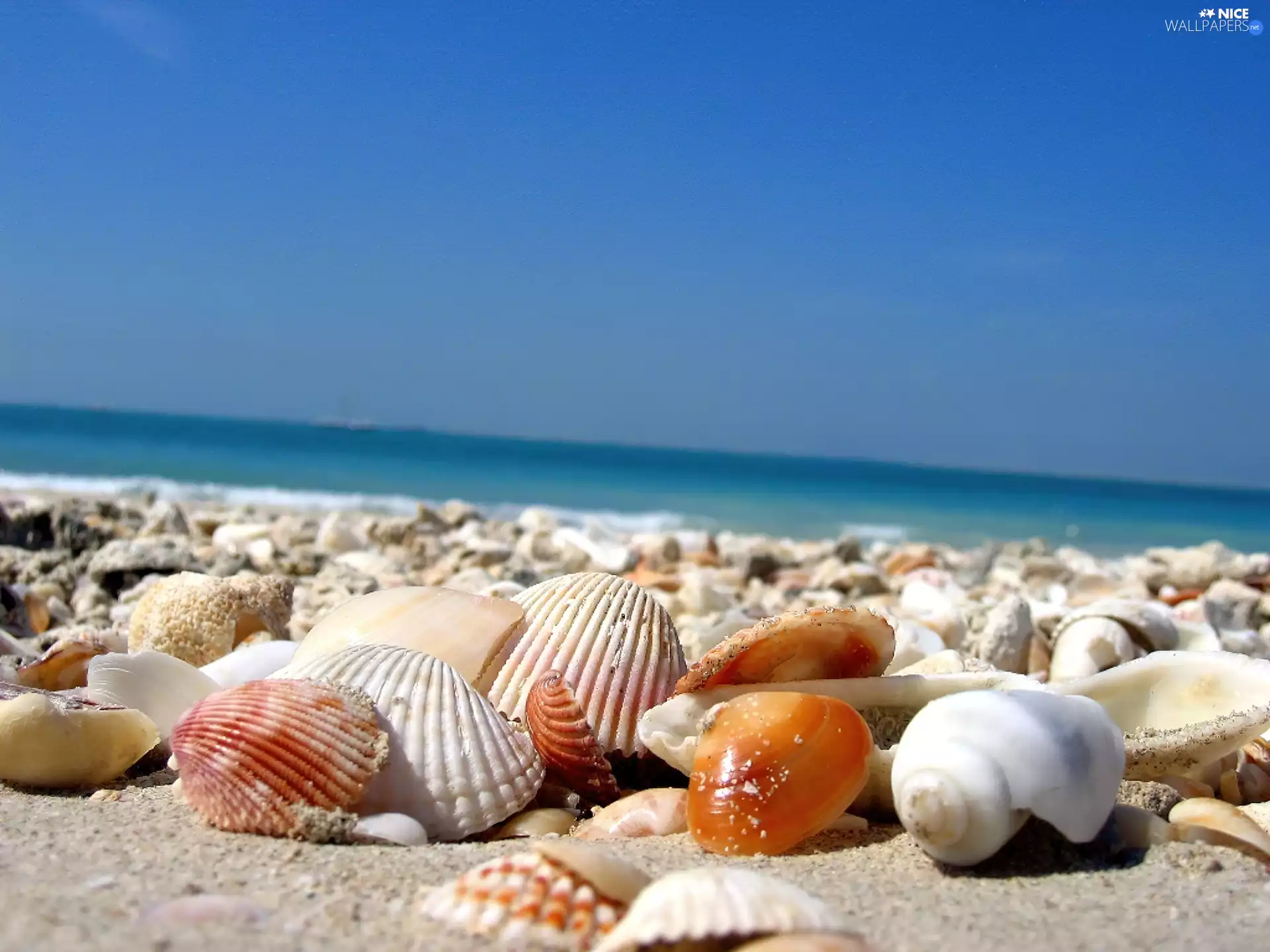 Shells, sea, Sand