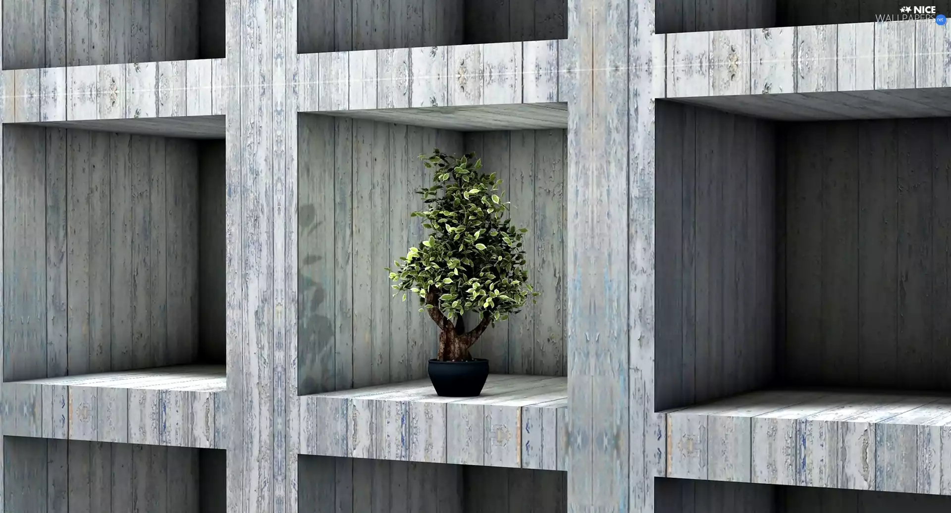 Shelves, sapling, Bonsai