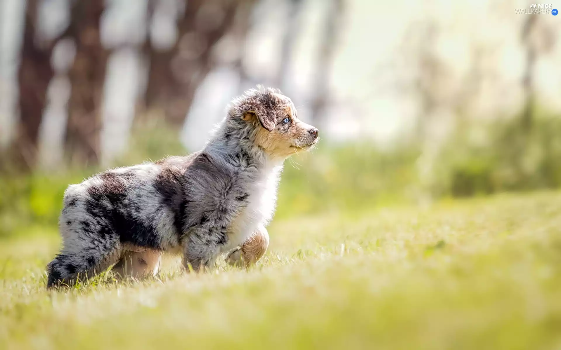 Meadow, grass, Australian Shepherd, Puppy, Australian Shepherd