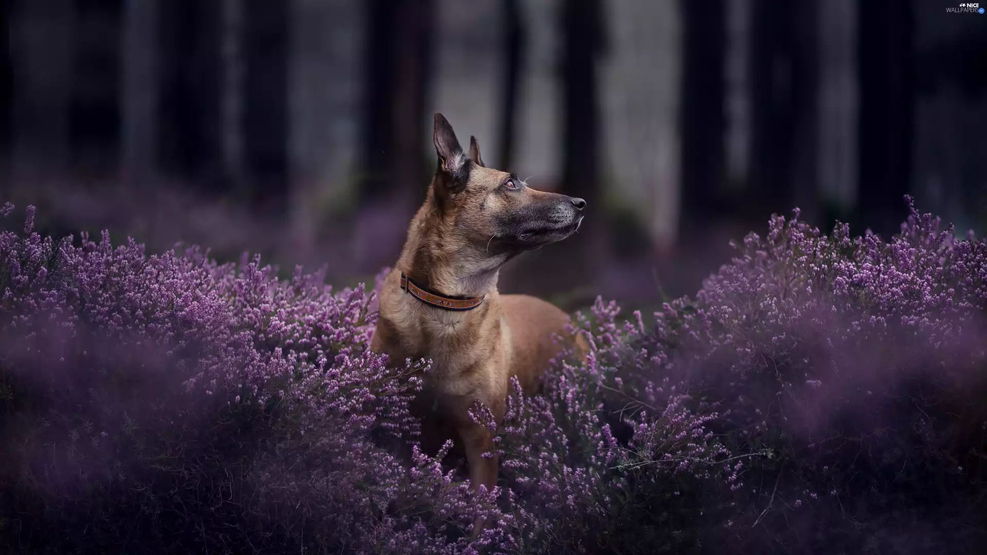 fuzzy, forest, Belgian Shepherd Malinois, heathers, dog
