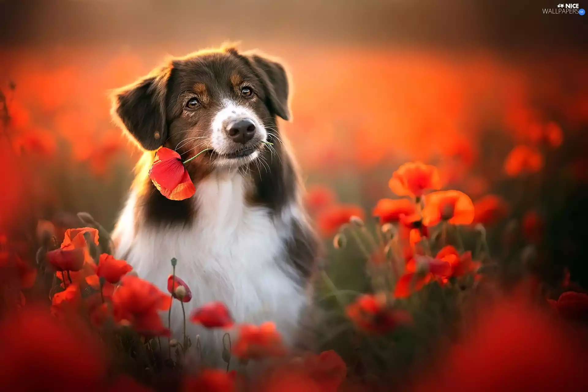 papavers, blur, Australian Shepherd, Flowers, dog