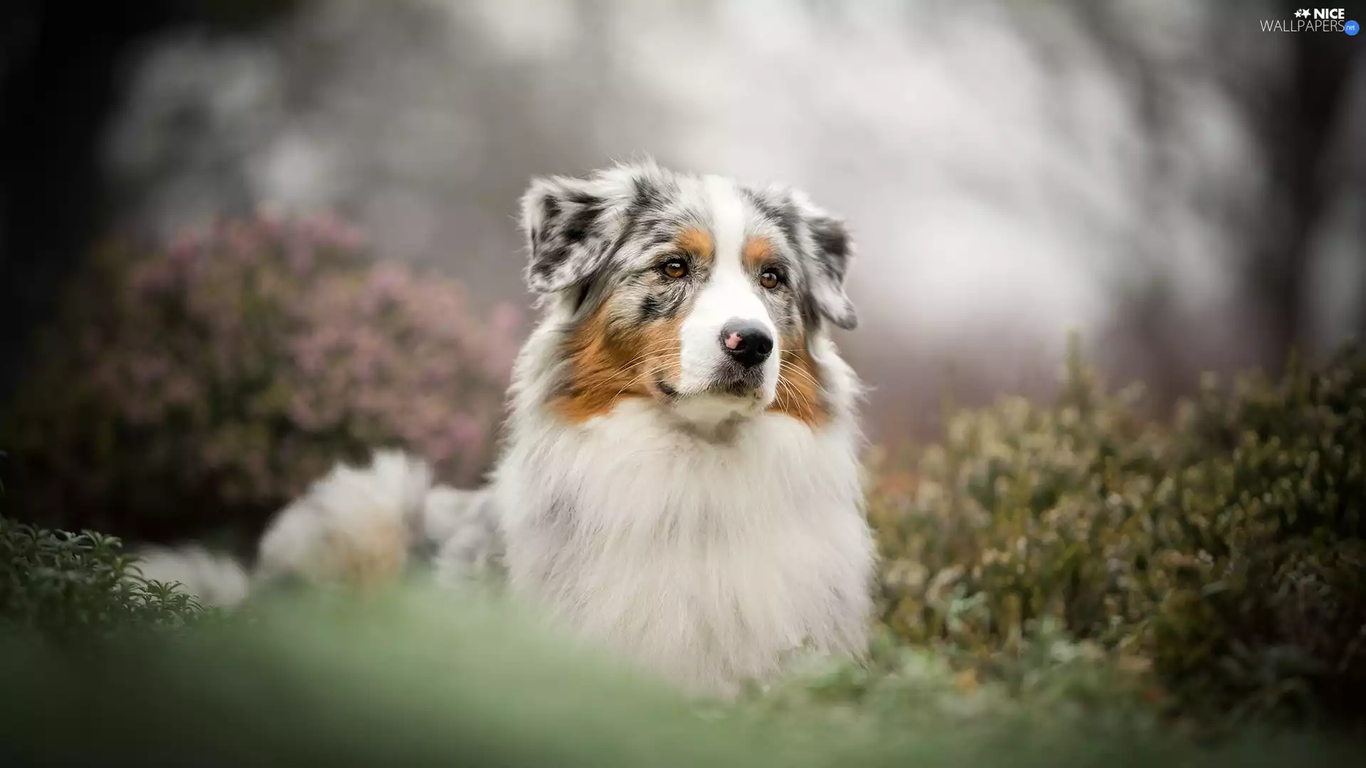 Plants, Bokeh, Australian Shepherd, muzzle, dog