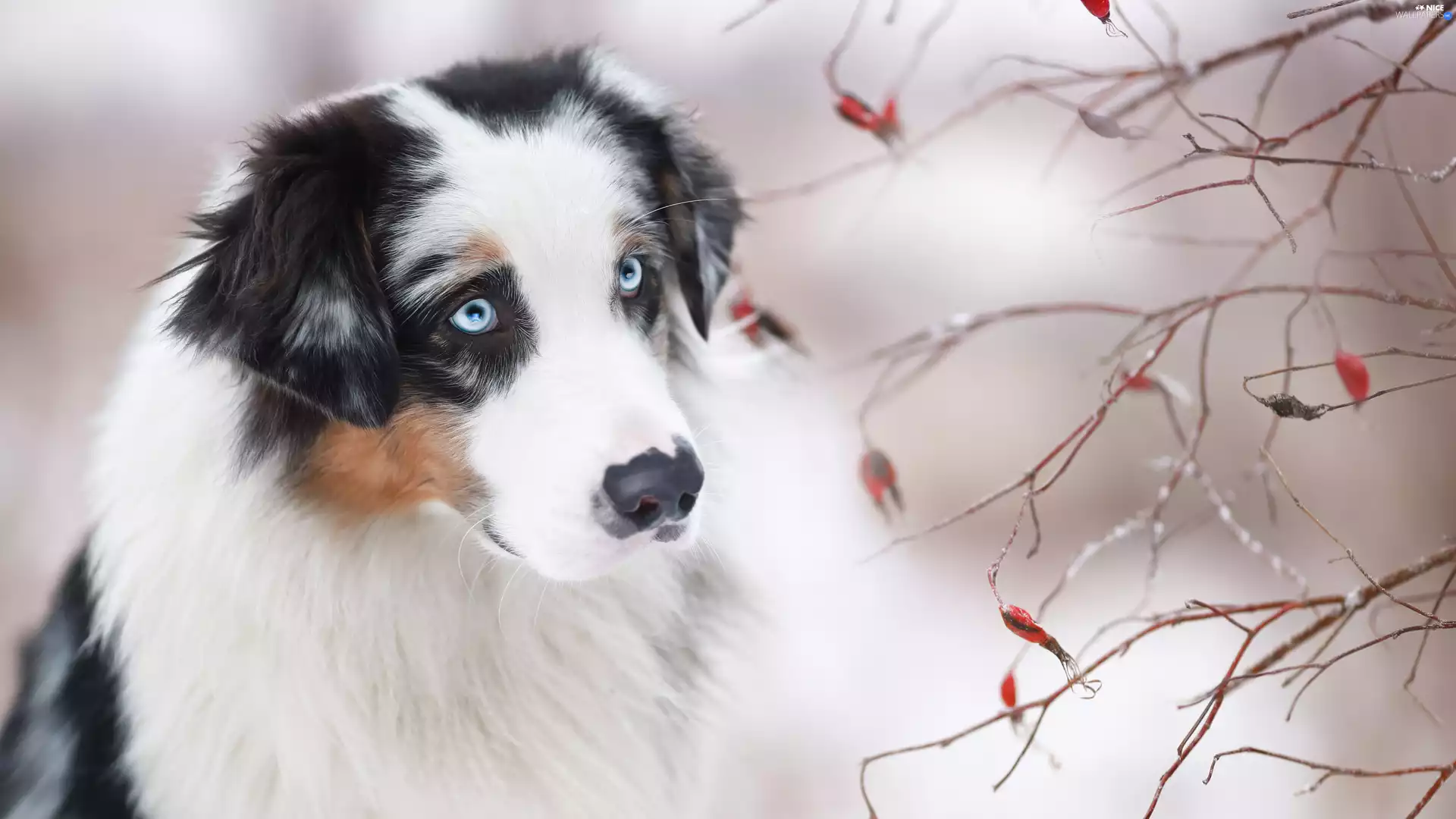 Red, Fruits, Australian Shepherd, Twigs, dog