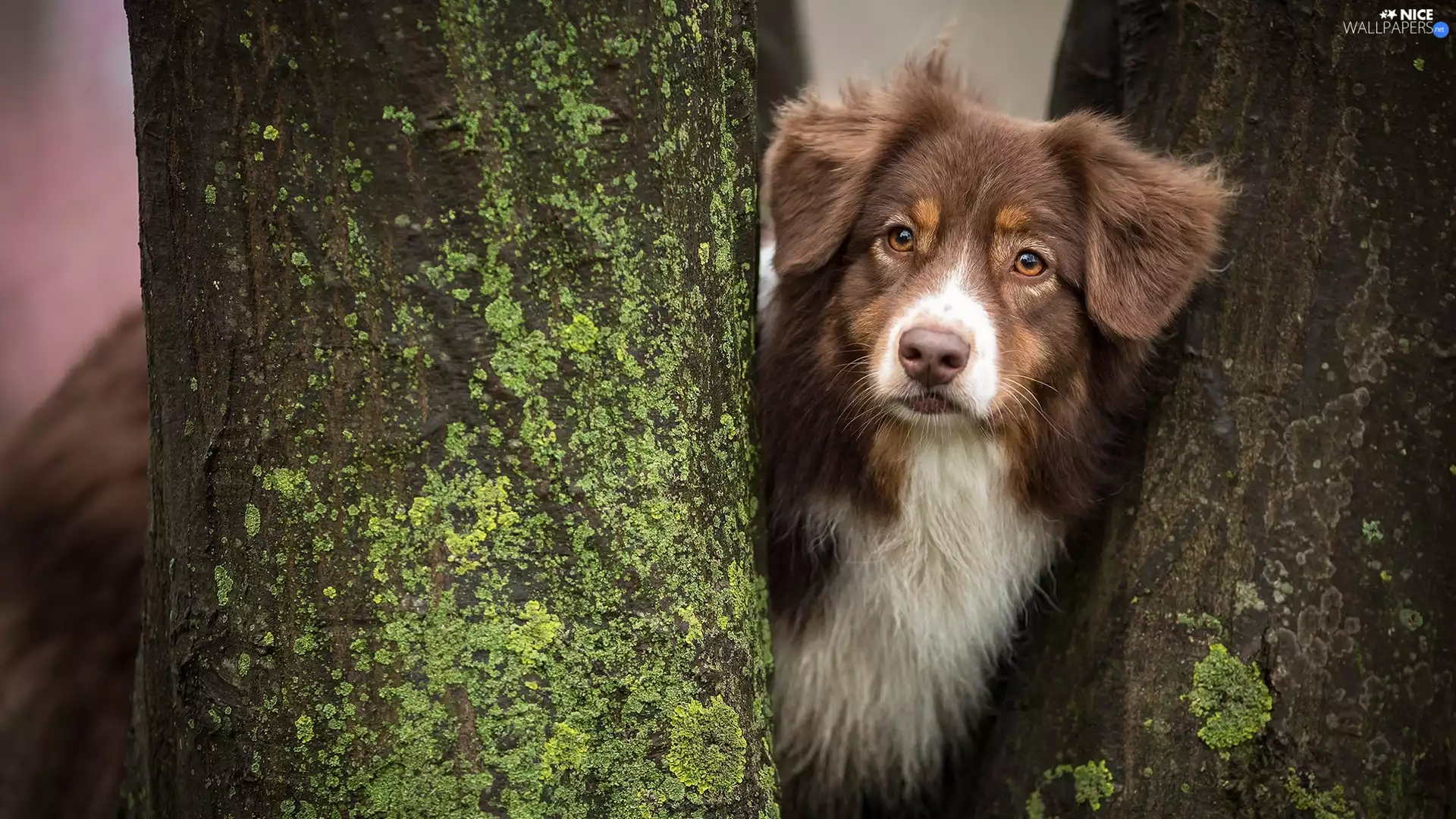 trees, viewes, Australian Shepherd, muzzle, dog