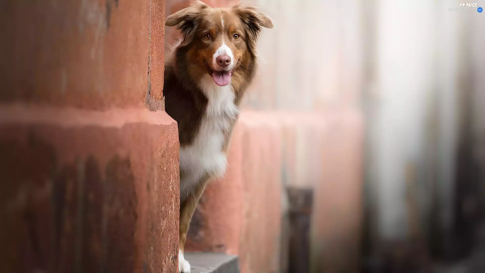 wall, Bay, Australian Shepherd, muzzle, dog