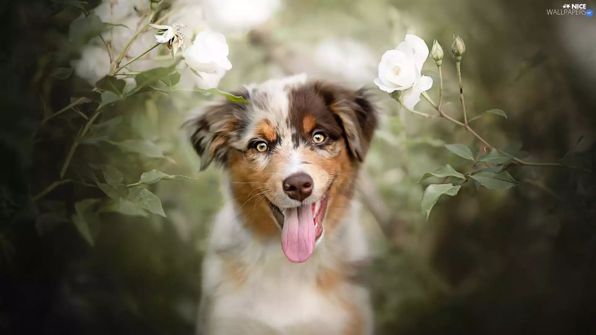 White, roses, Australian Shepherd, tongue, dog