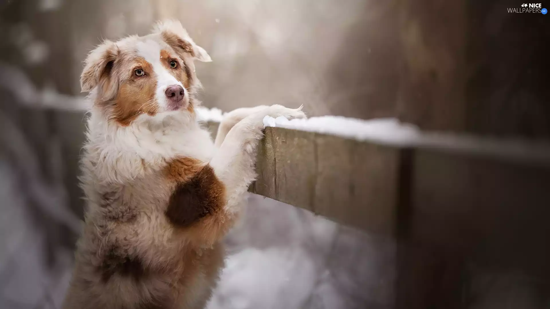 Fance, dog, Australian Shepherd