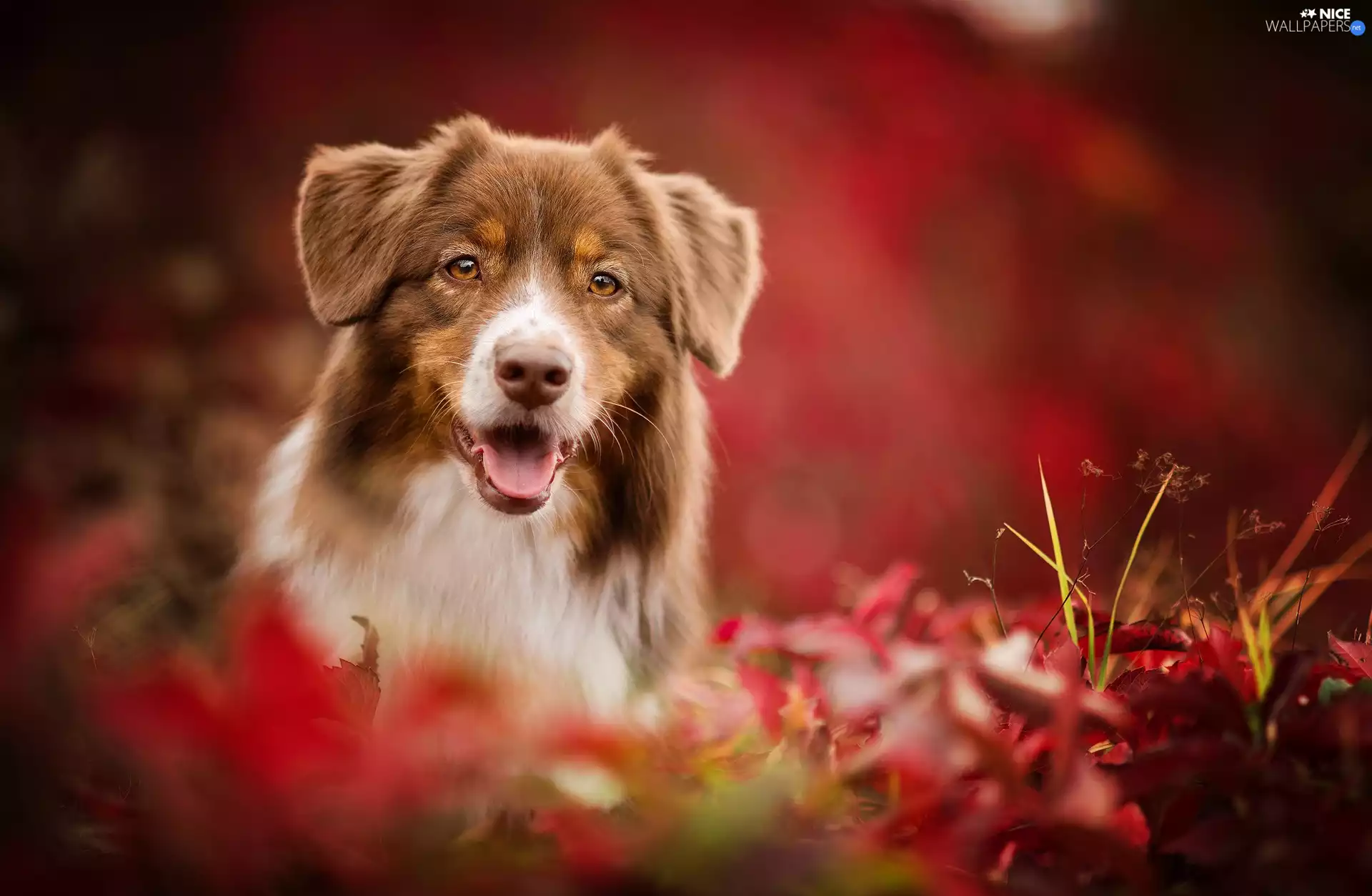 Australian Shepherd, fuzzy, background, Plants