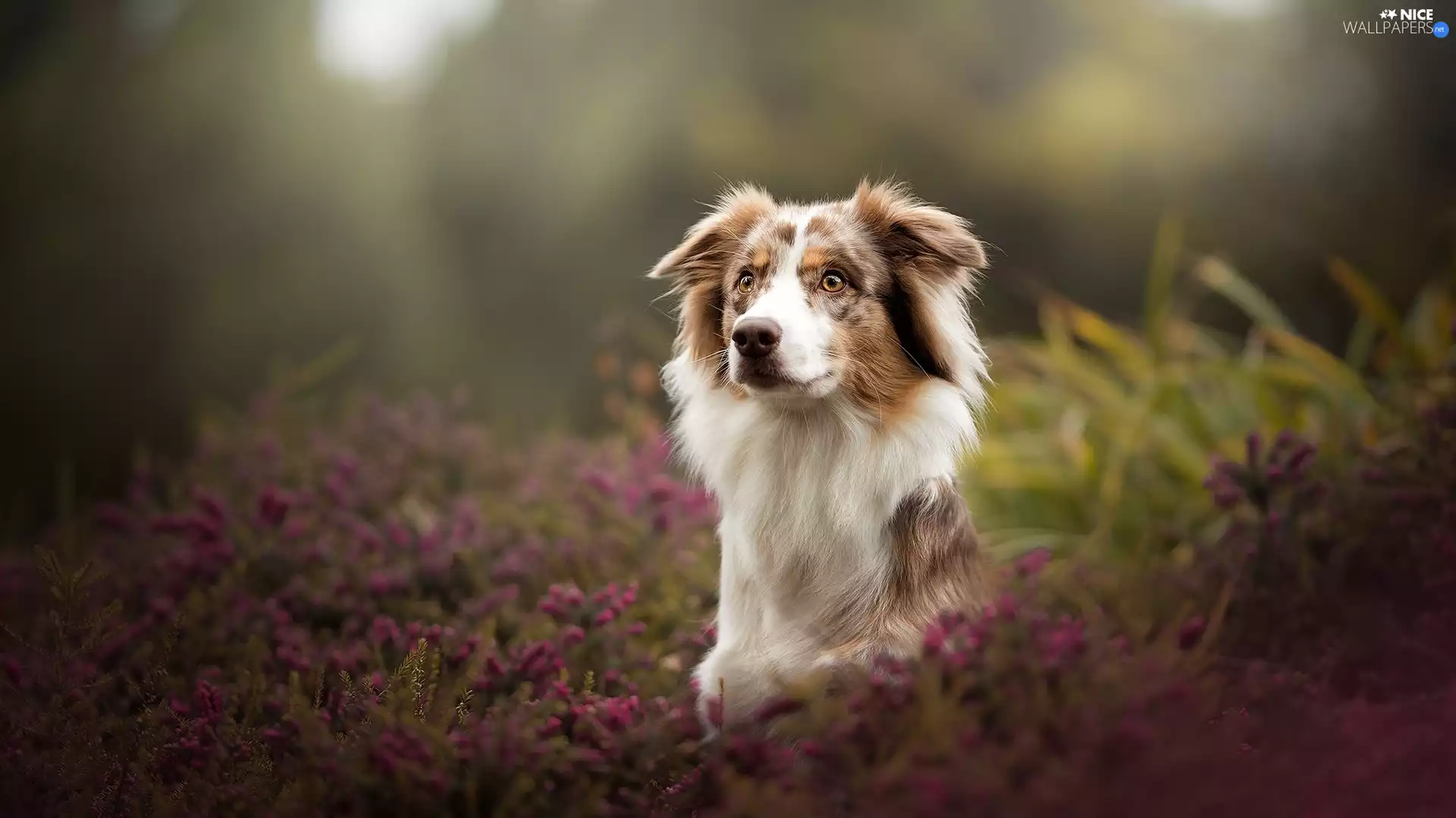 heathers, dog, Australian Shepherd