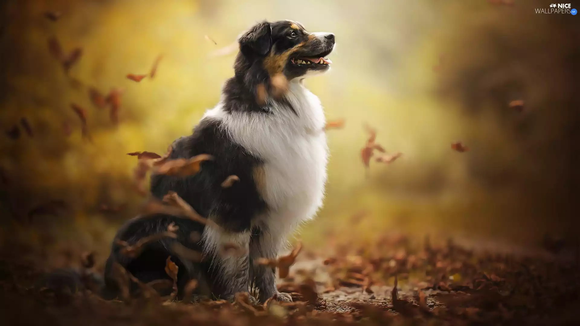 Leaf, dog, Australian Shepherd
