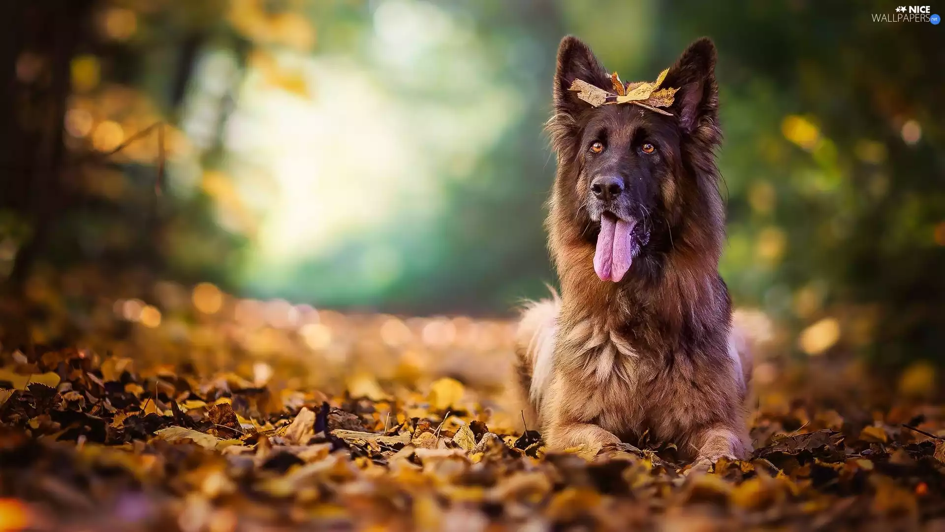 Leaf, dog, German Shepherd