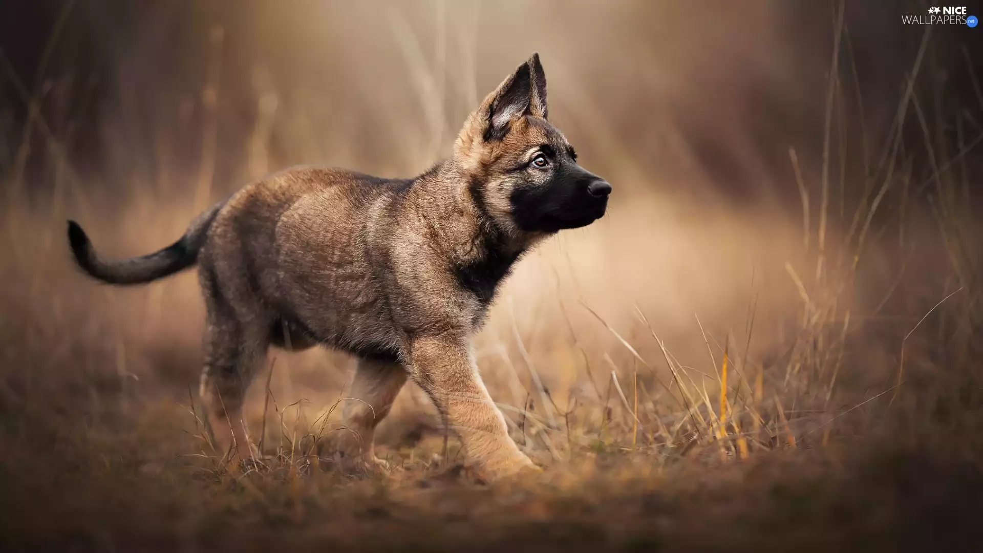 Belgian Shepherd Malinois, dog, Puppy
