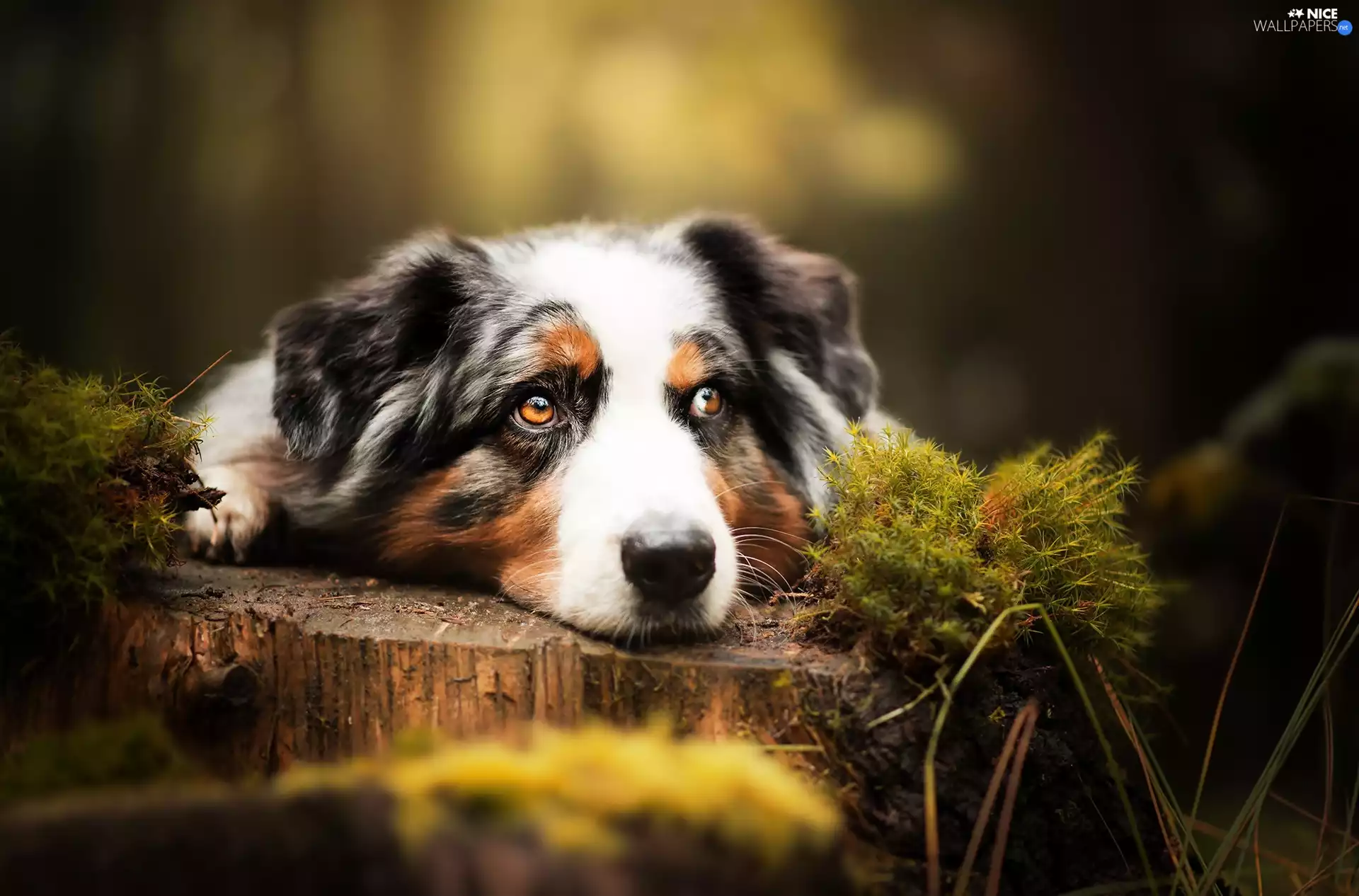 Australian Shepherd, Moss, forest, trunk