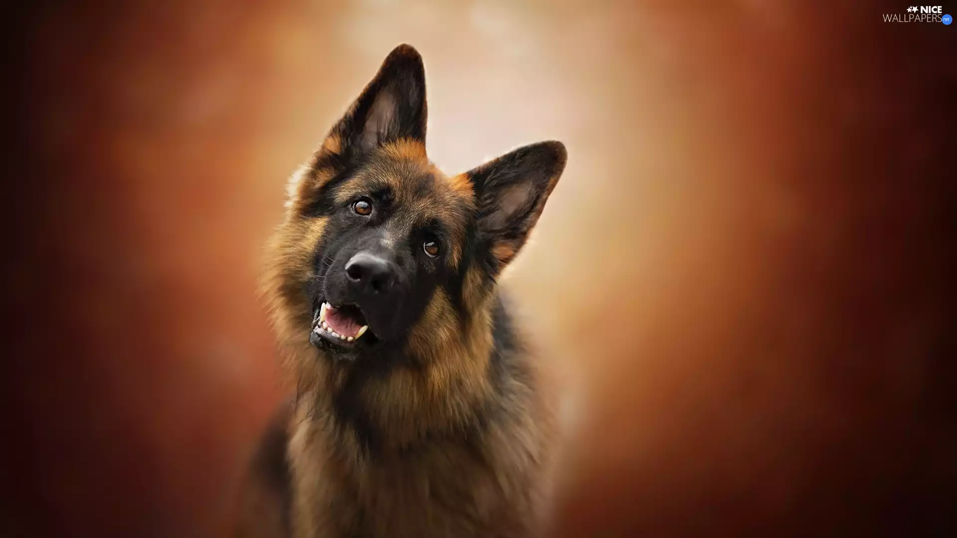 muzzle, dog, German Shepherd