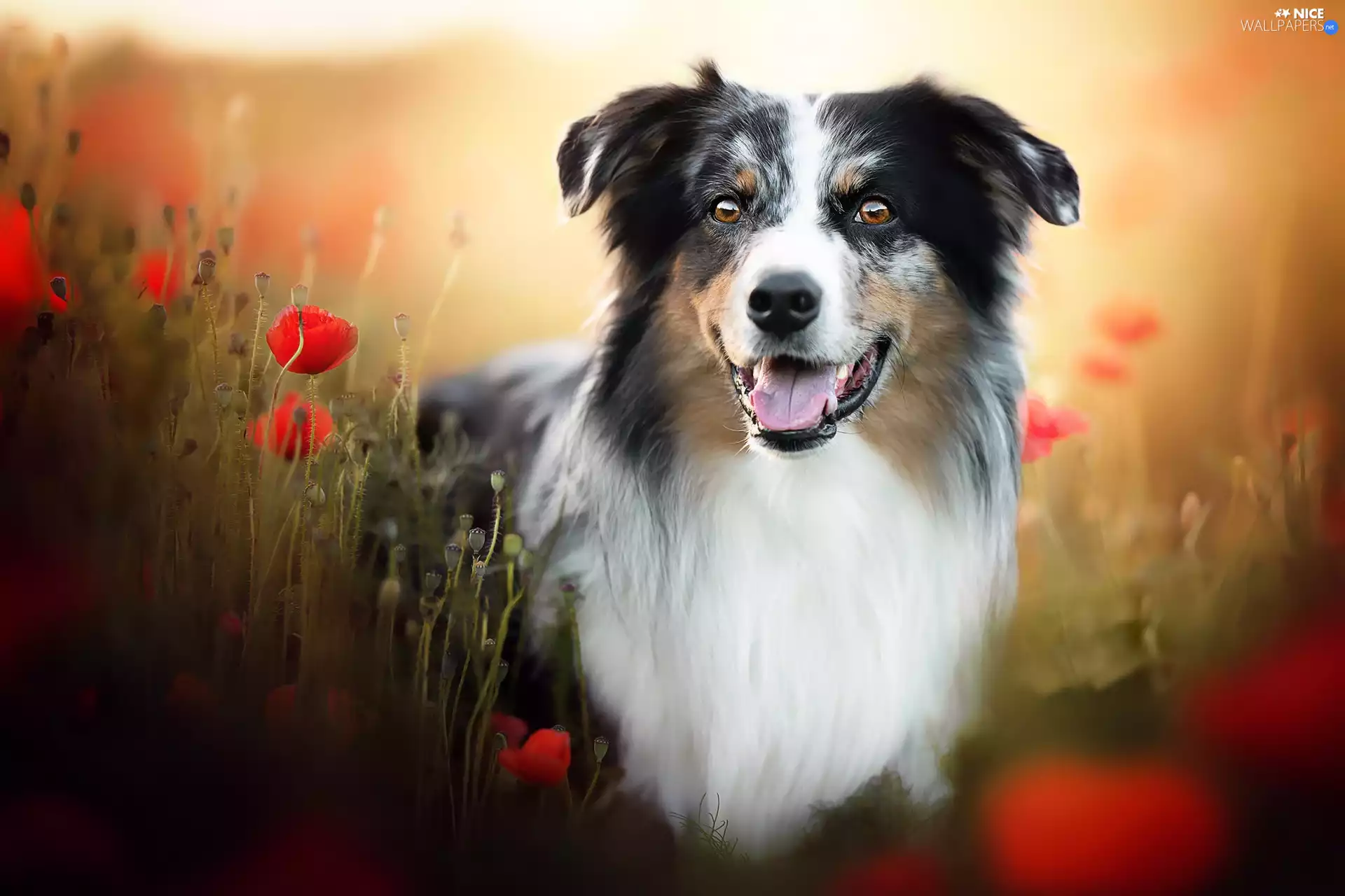 papavers, dog, Australian Shepherd