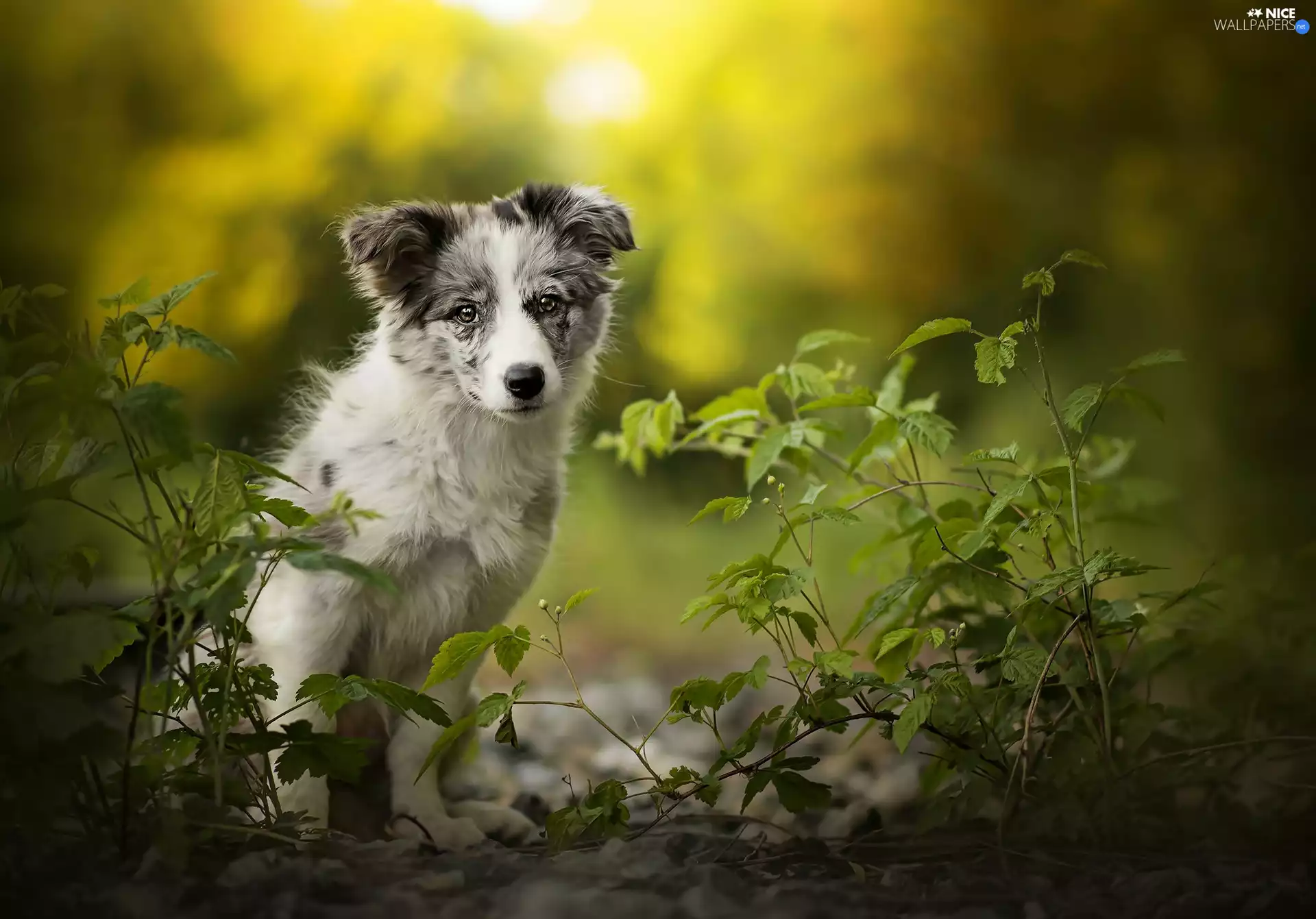 Plants, Puppy, Australian Shepherd