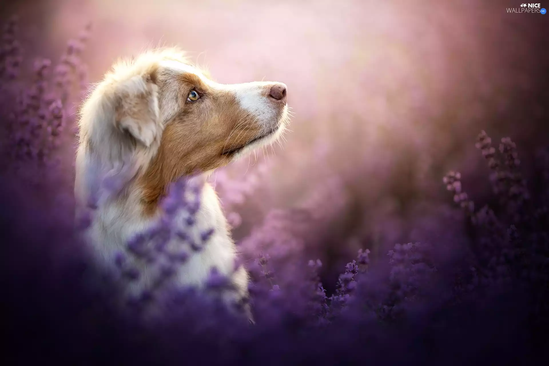 profile, dog, Australian Shepherd