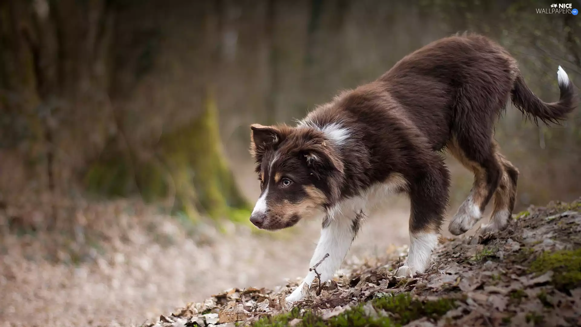 Puppy, dog, Australian Shepherd