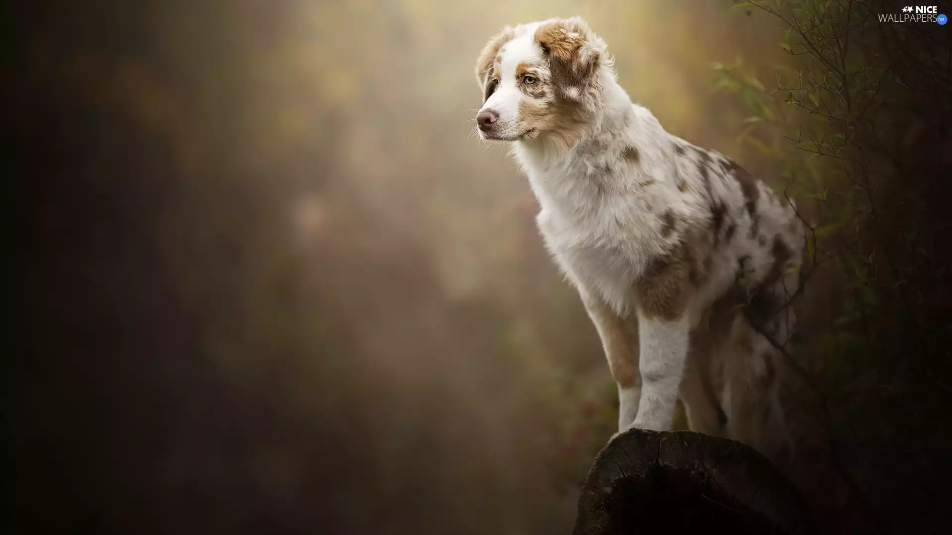 trunk, Bush, Australian Shepherd, cored, Puppy