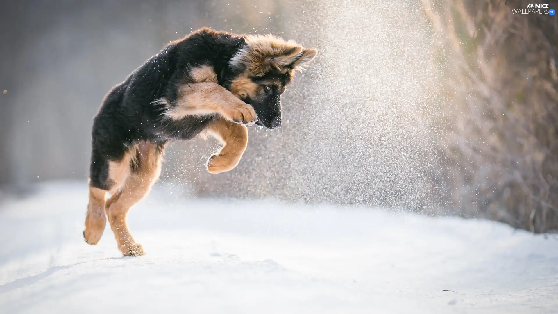 snow, Puppy, German Shepherd