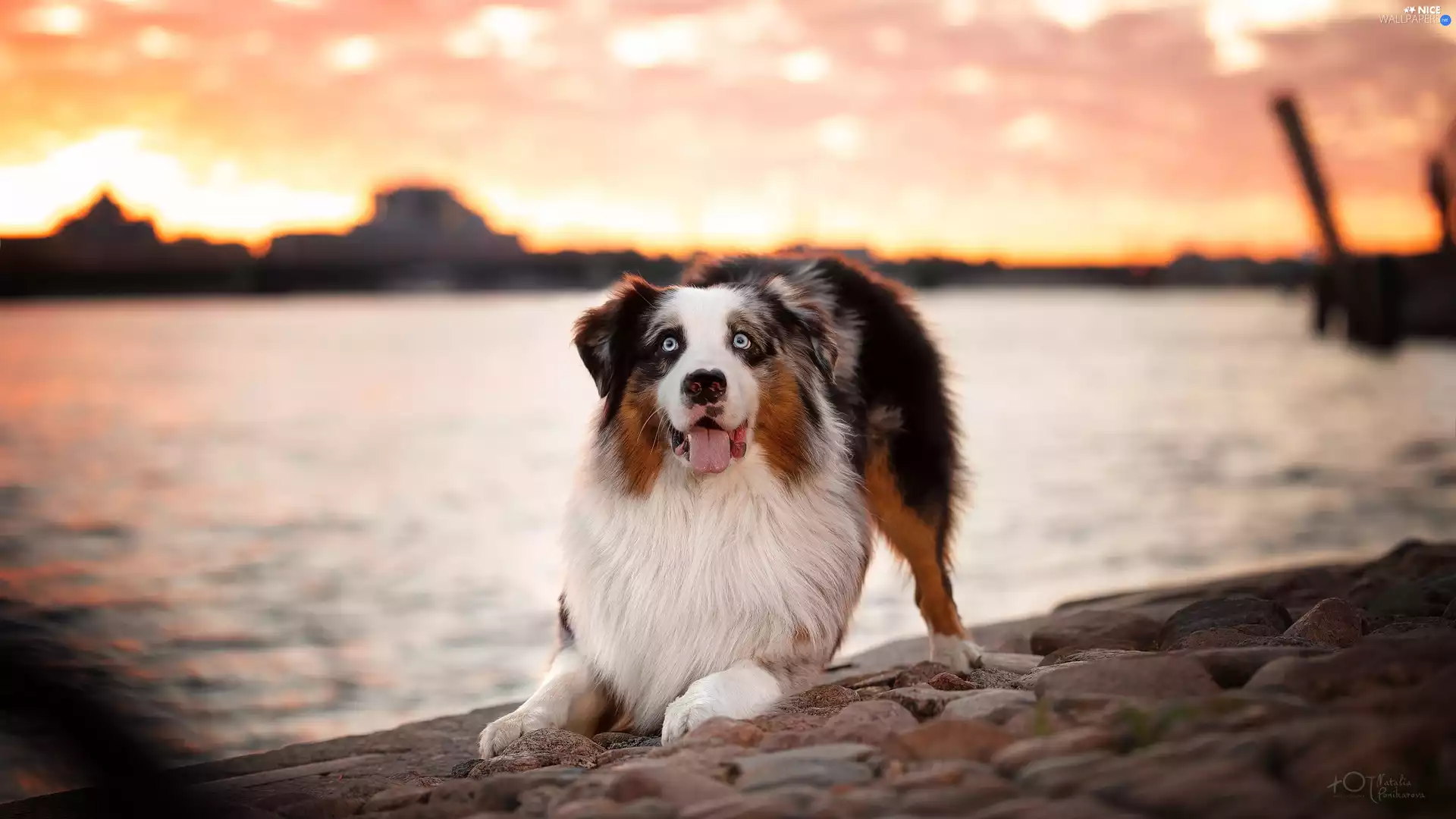 Stones, dog, Australian Shepherd