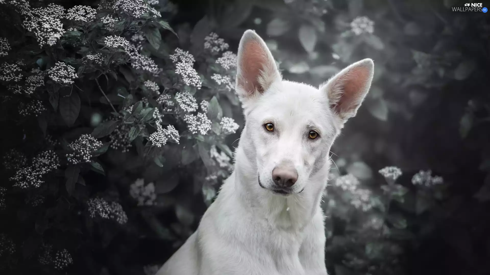 Shepherd US-Canadian, dog, Bush, Flowers, muzzle, White Swiss Shepherd