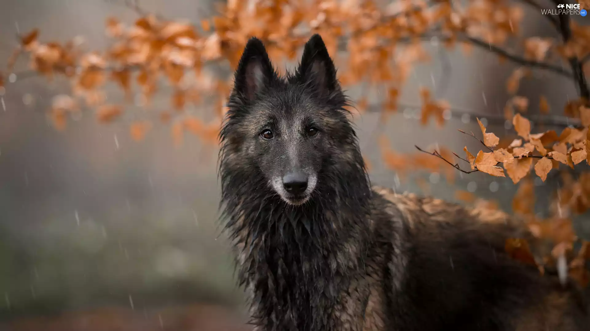 Belgian Shepherd Tervuren, wet, dog