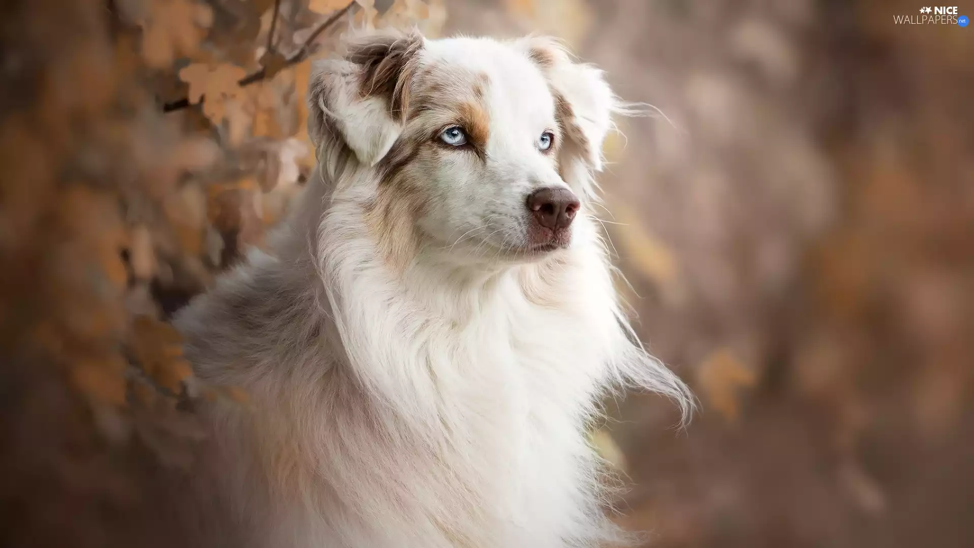 Australian Shepherd, white-beige, dog