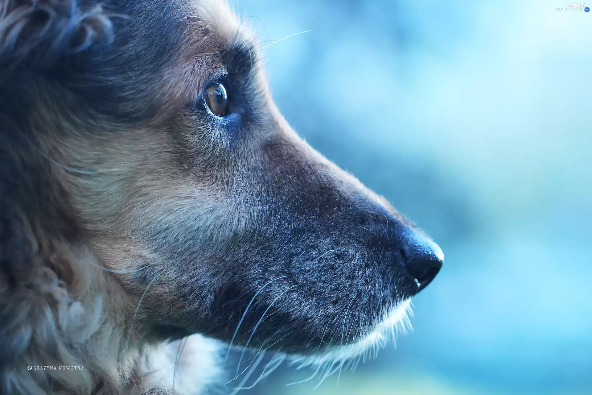 dog, mongrel, portrait, Shila