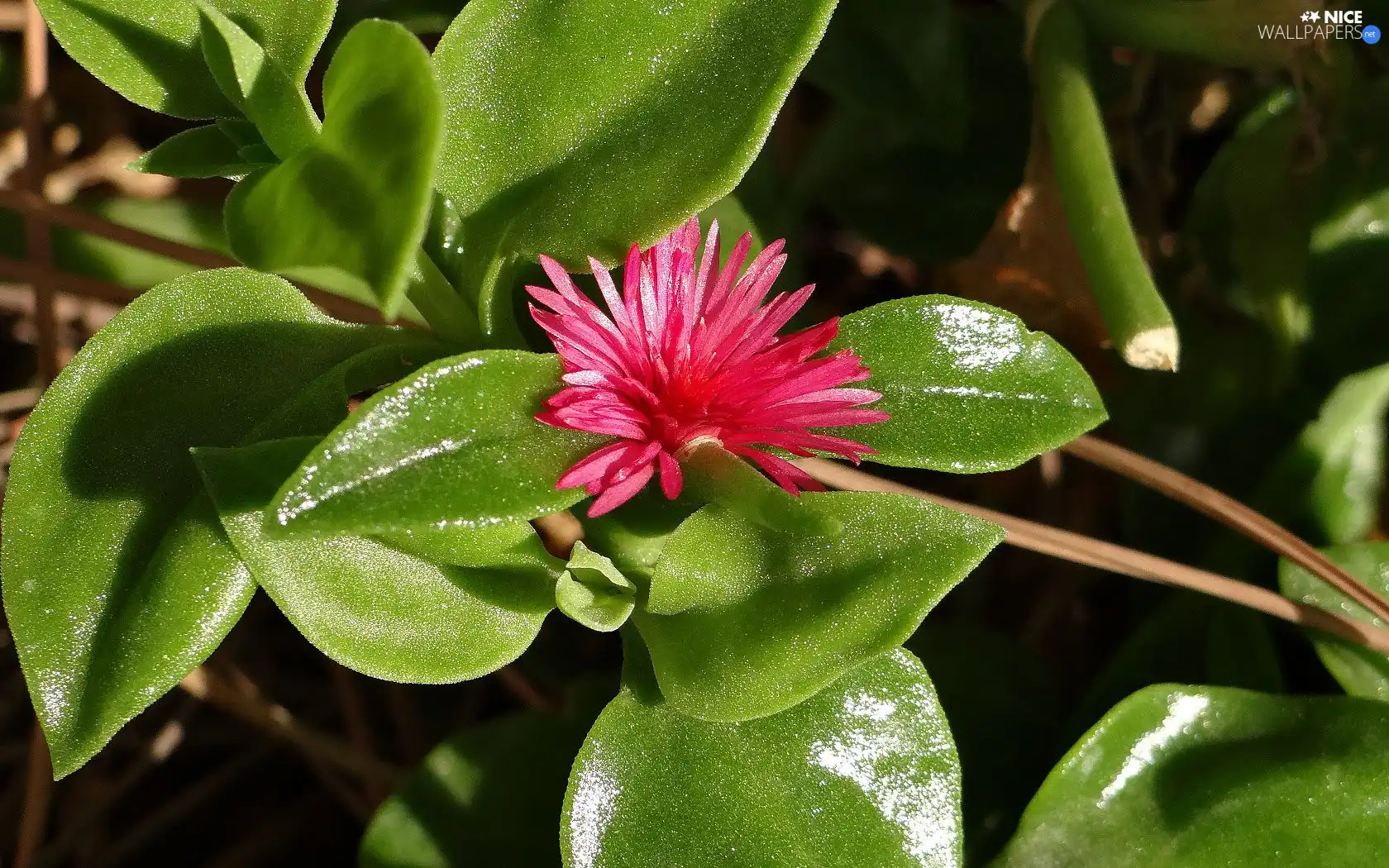 shiny, Leaf, Red, Flower, Bush