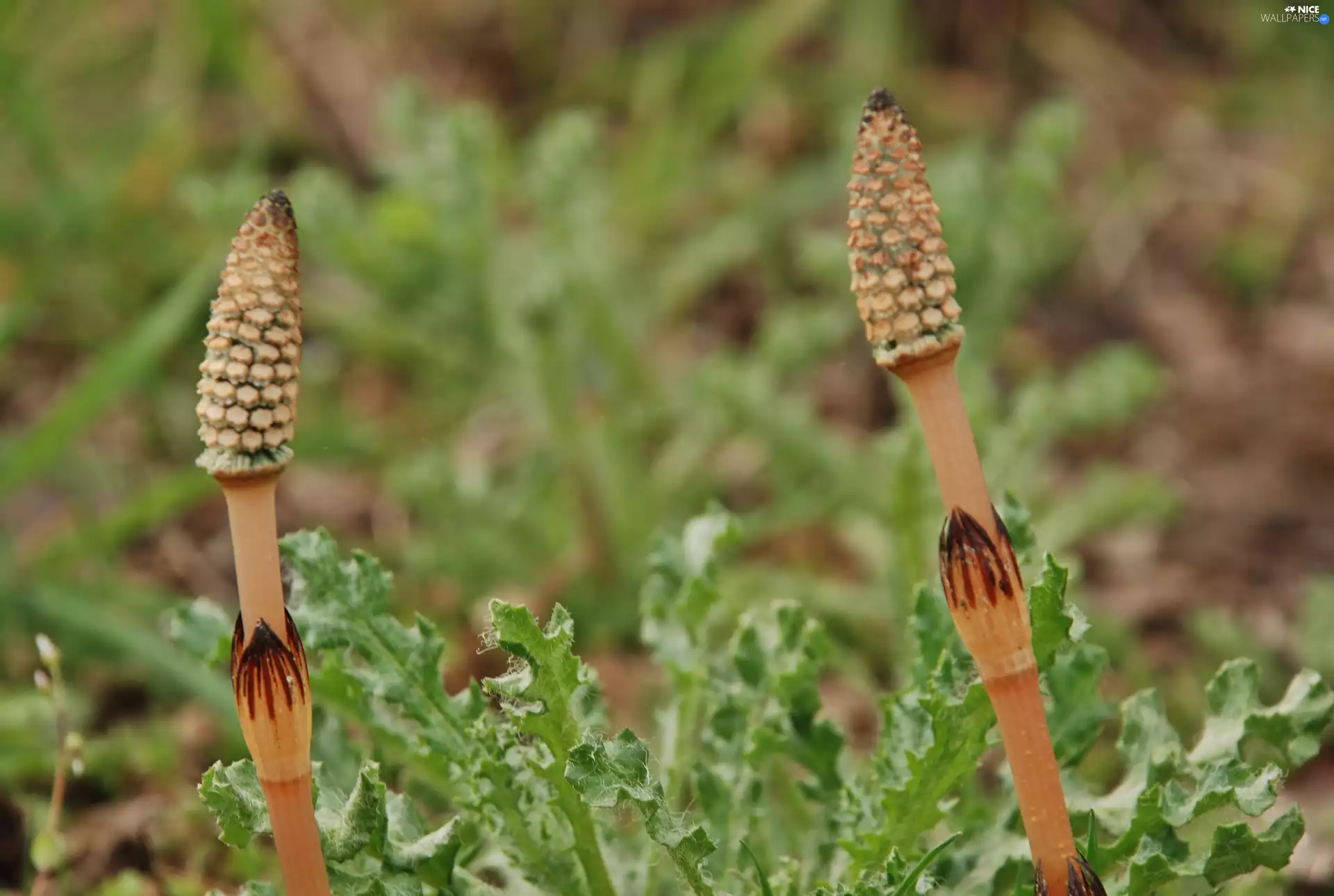 Leaf, horsetail, field, shoots