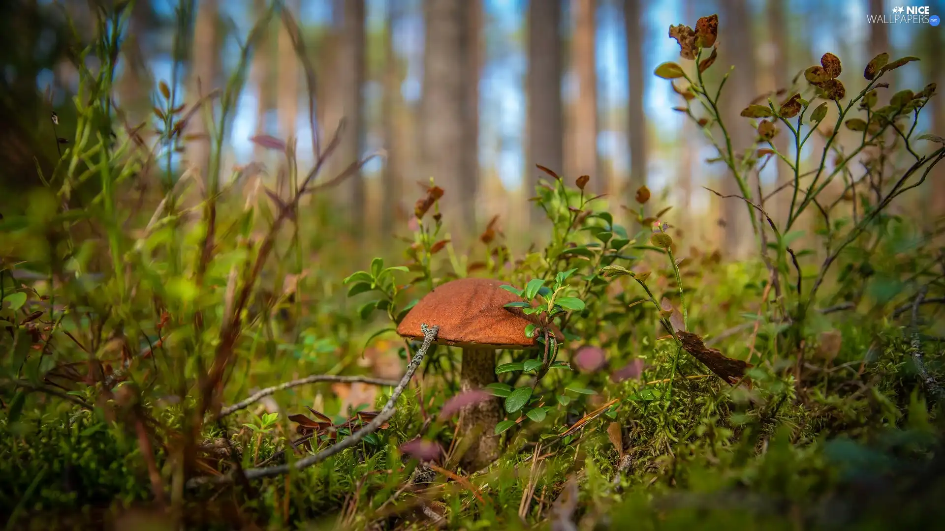 shrubs, Mushrooms, Undergrowth