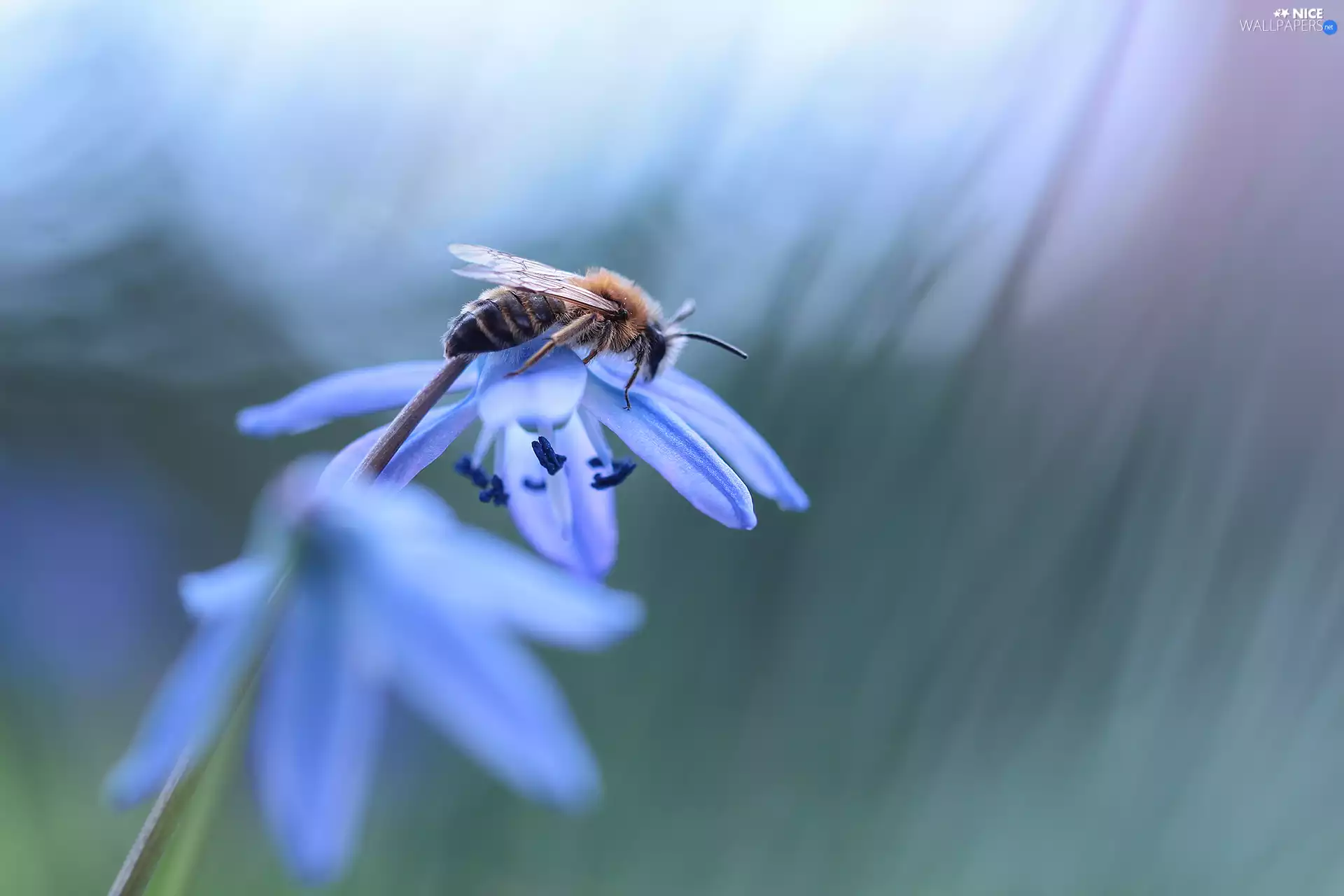 Siberian squill, bee