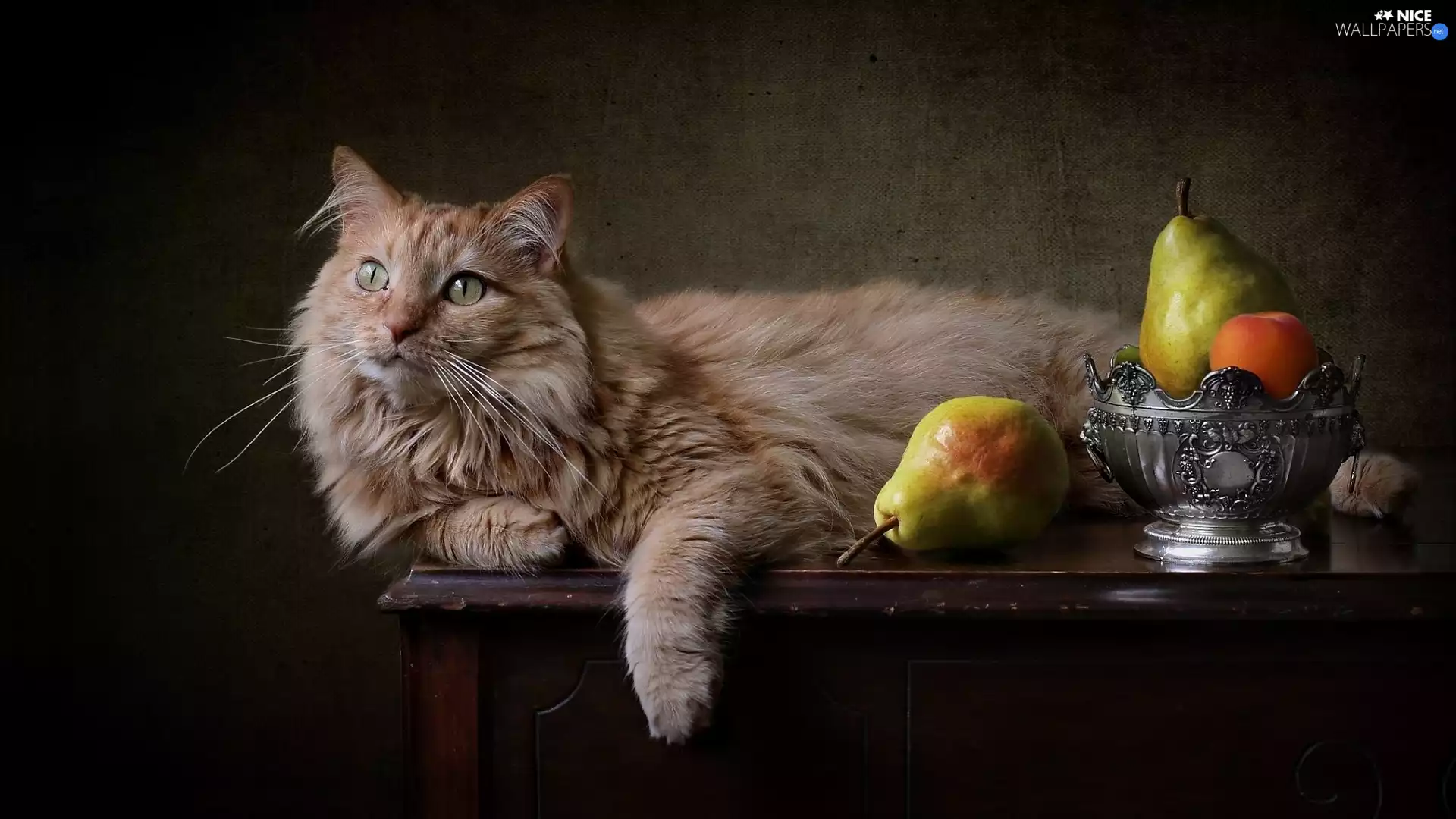 truck concrete mixer, Siberian Cat, commode