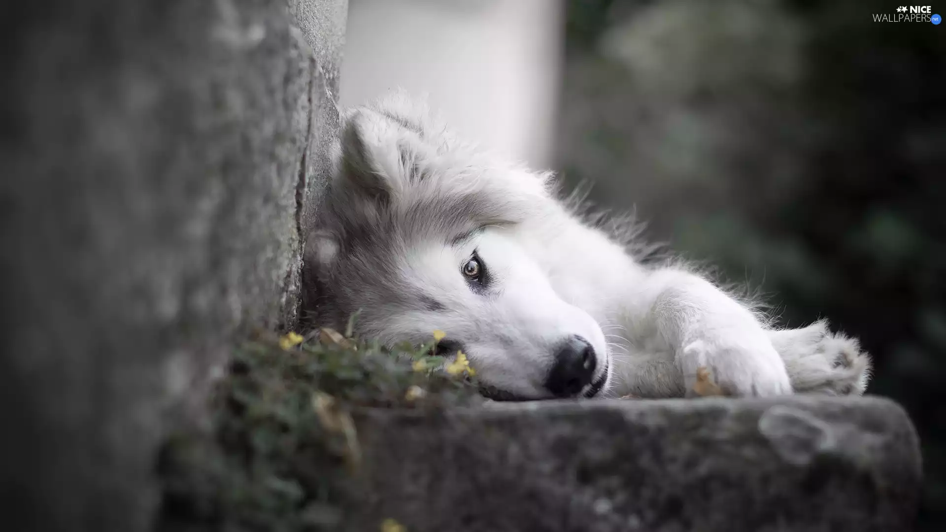 dog, Siberian Husky, ledge, lying