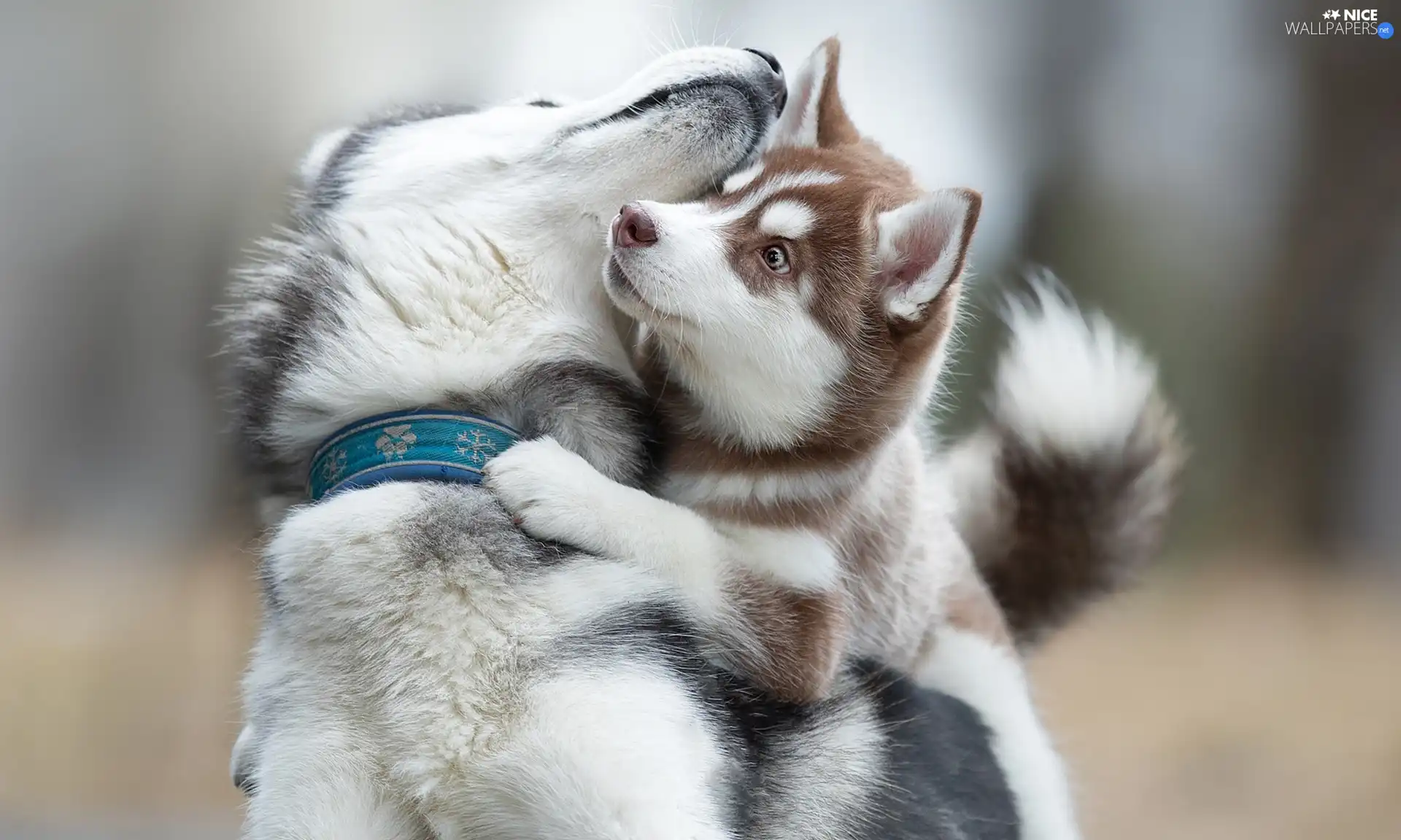 play, Dogs, Siberian Husky