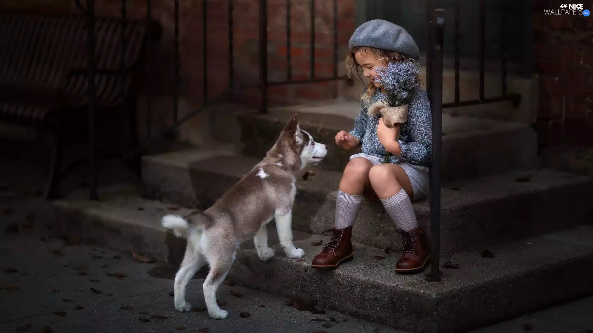 Flowers, girl, Puppy, Siberian Husky, dog, Beret