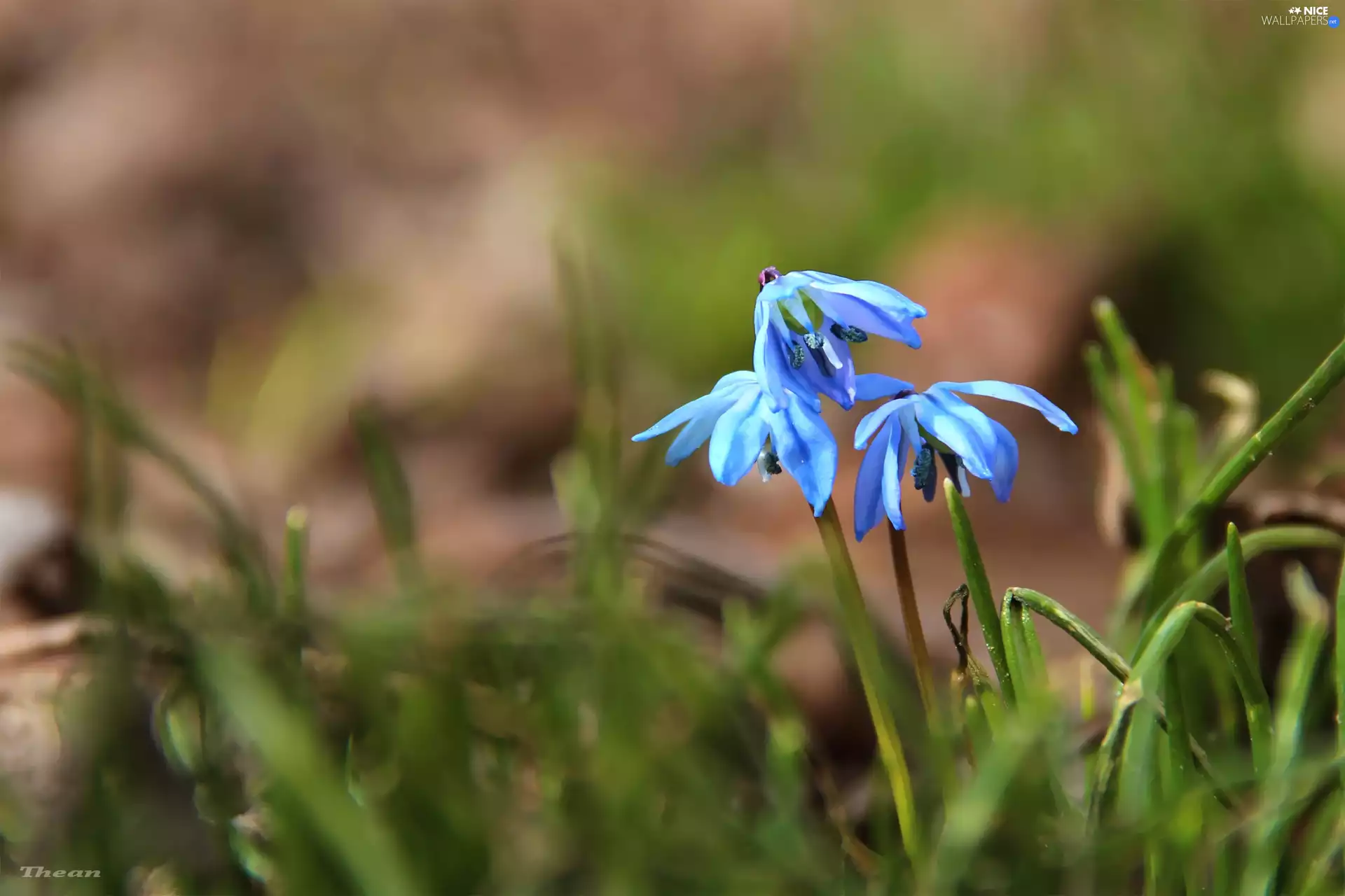 Siberian squill