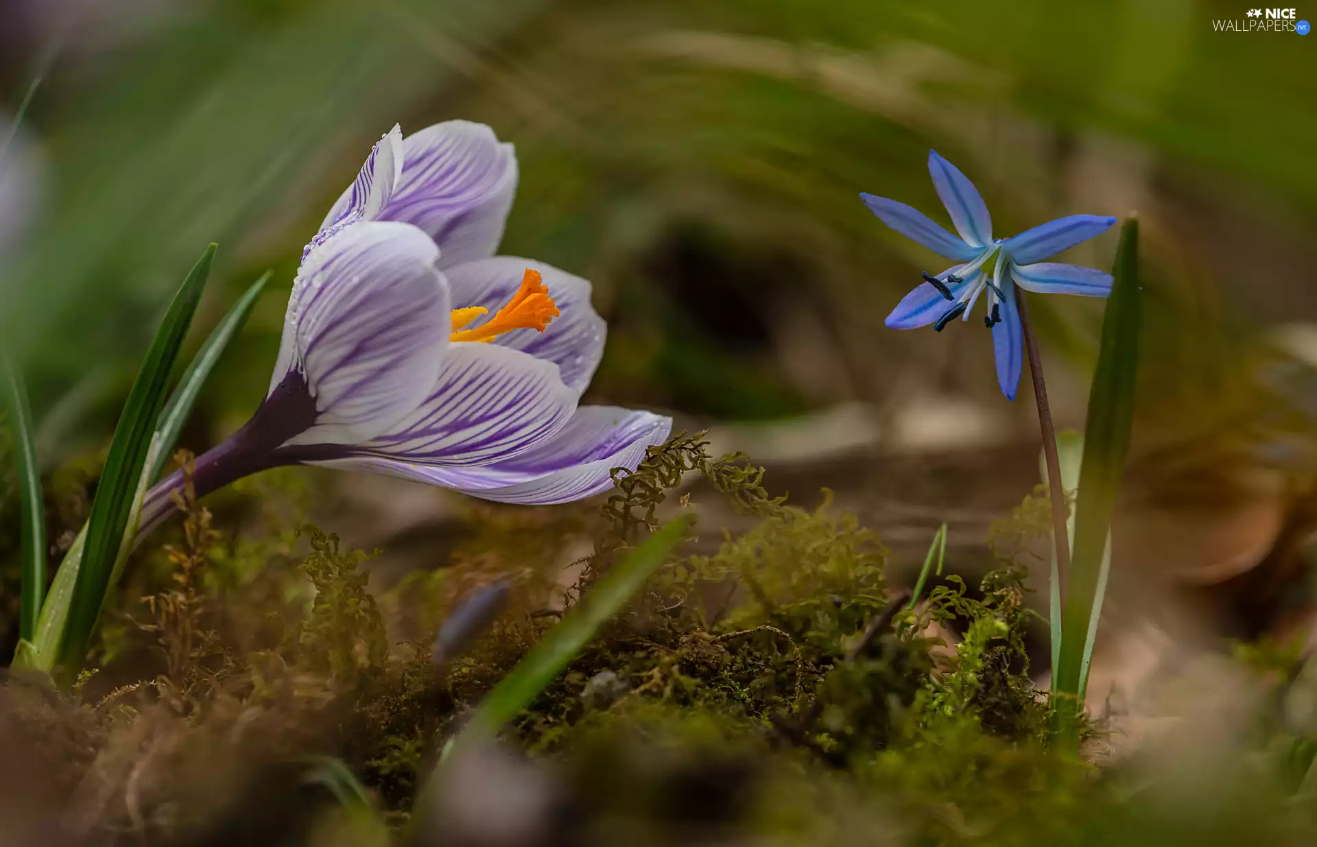 Flowers, Siberian squill, Moss, crocus