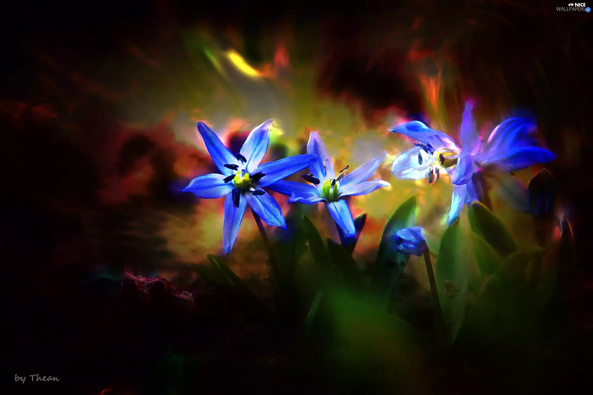 squill, Blue, Flowers, Siberian