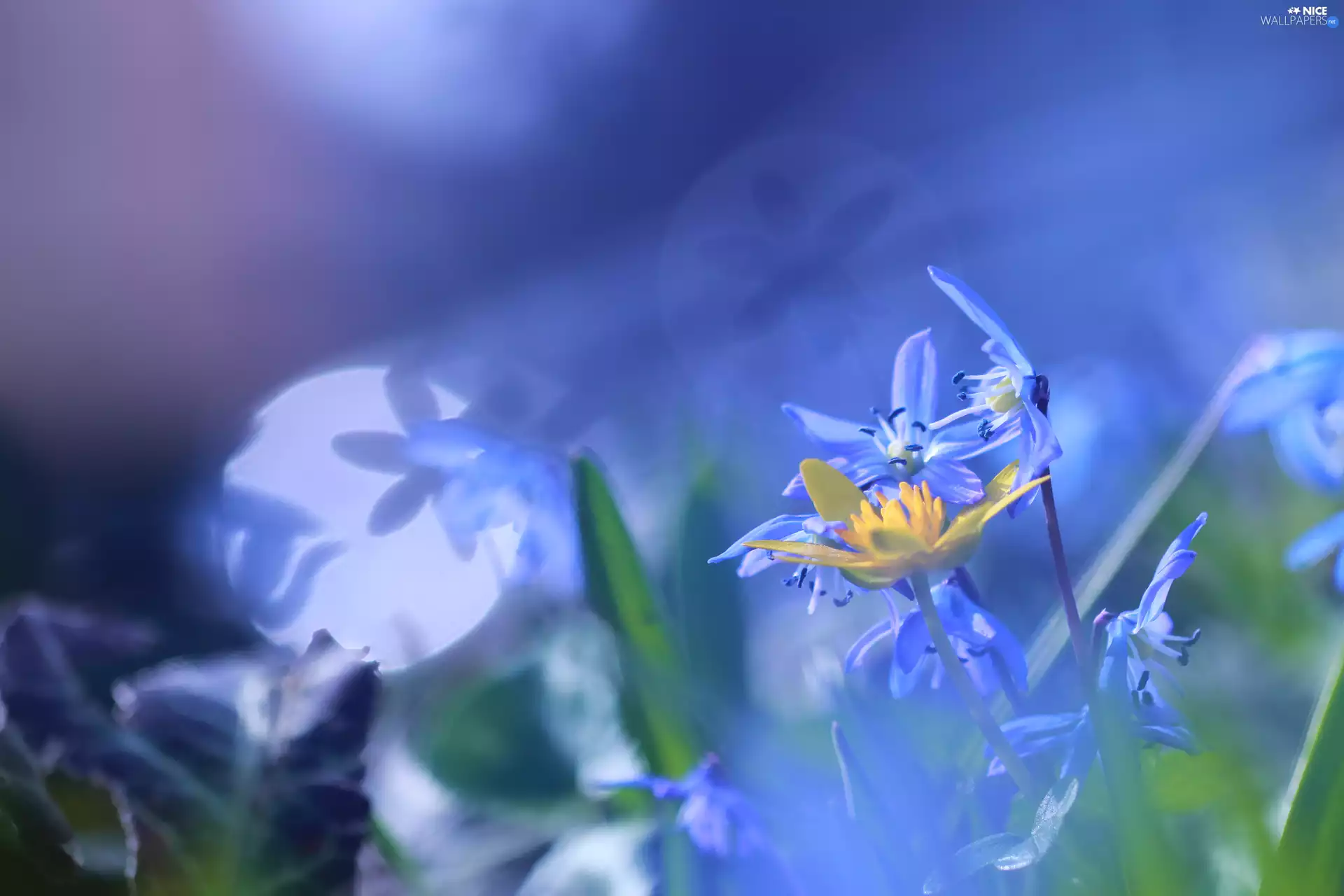 Blue, Siberian squill, Flare, Flowers