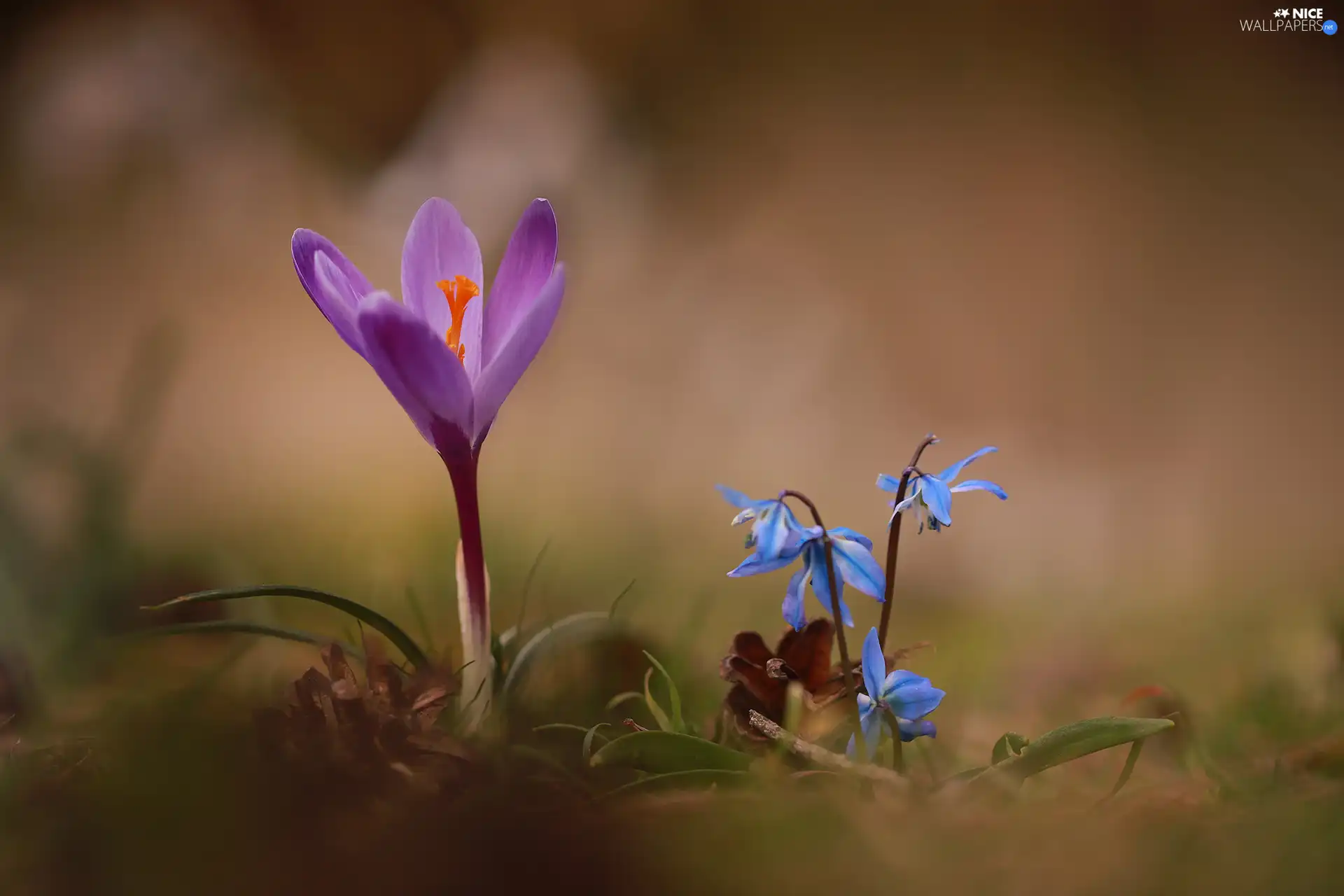 Flowers, Spring, crocus, Siberian squill, Violet