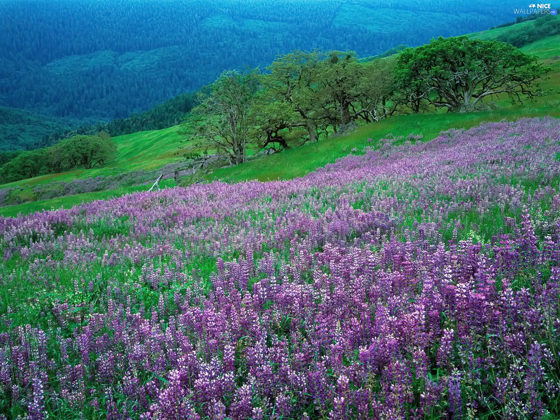 lupine, Hill-side