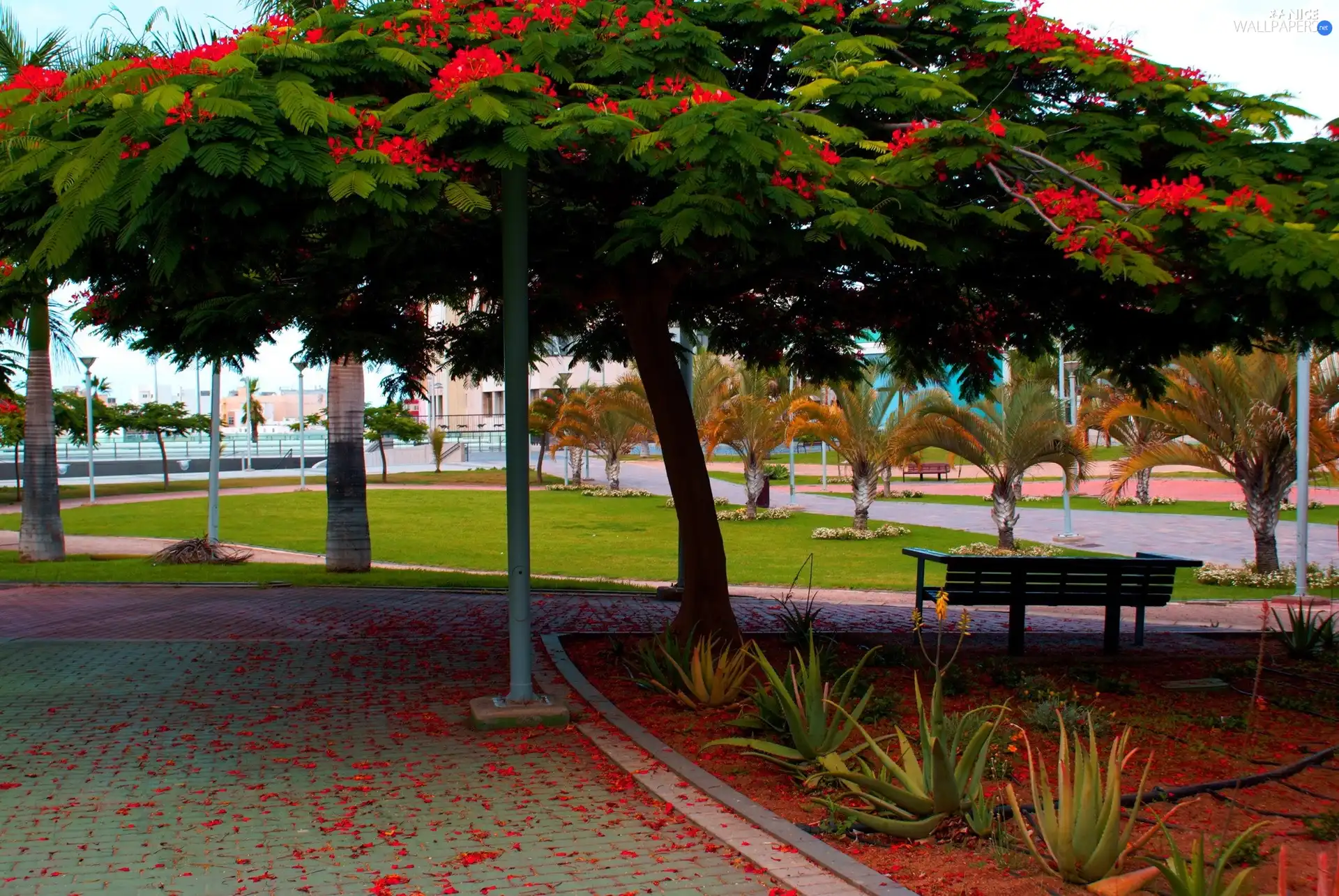 viewes, Park, Sidewalks, Bench, Palms, trees