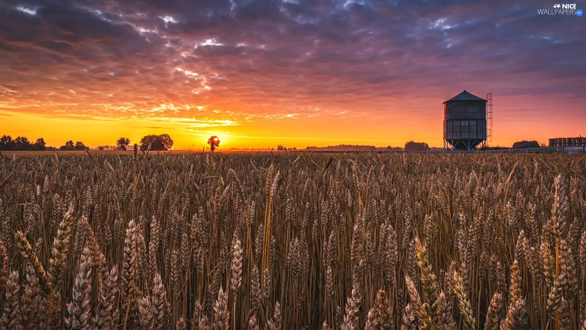 viewes, corn, clouds, trees, Field, Great Sunsets, silo