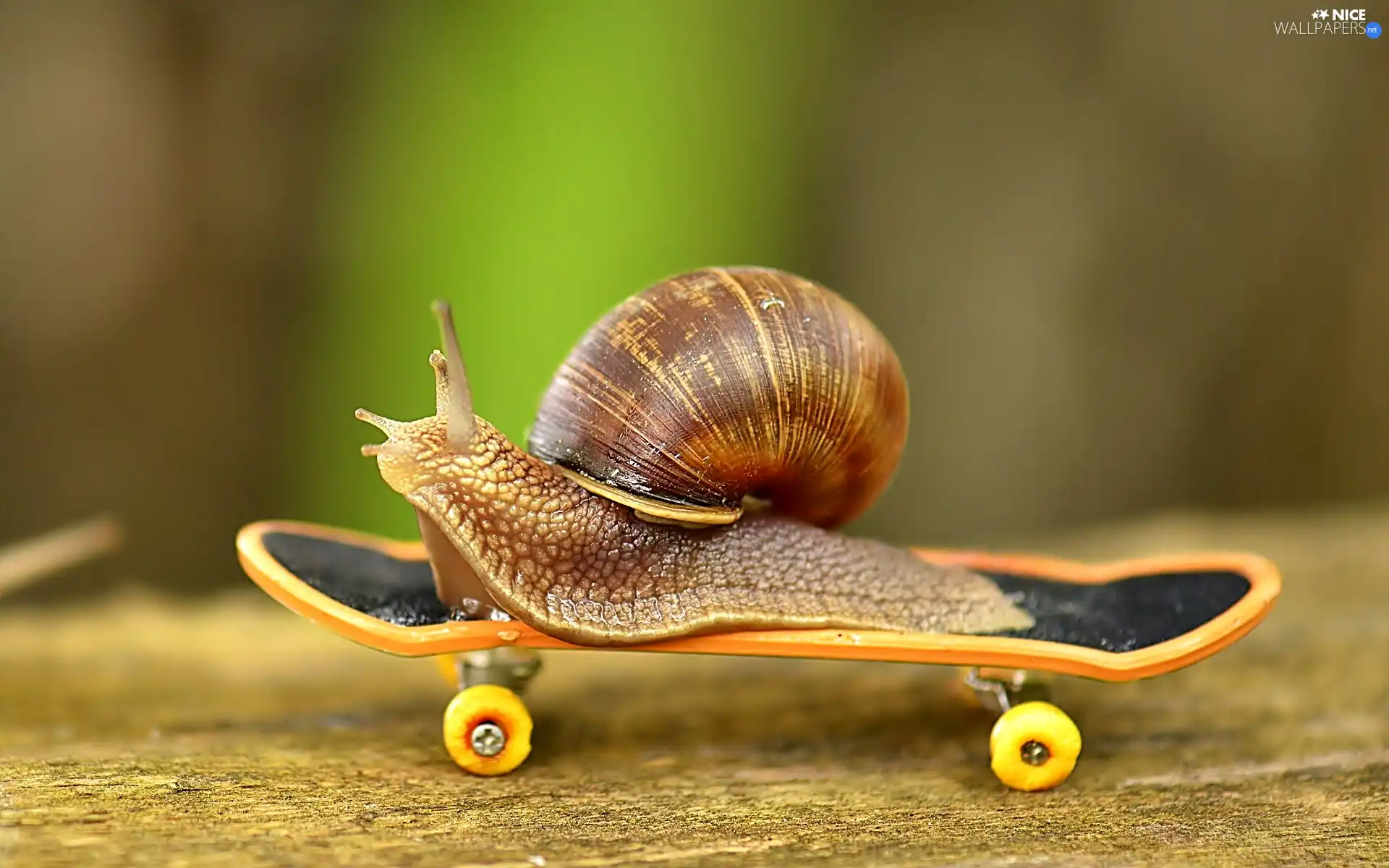 snail, skate