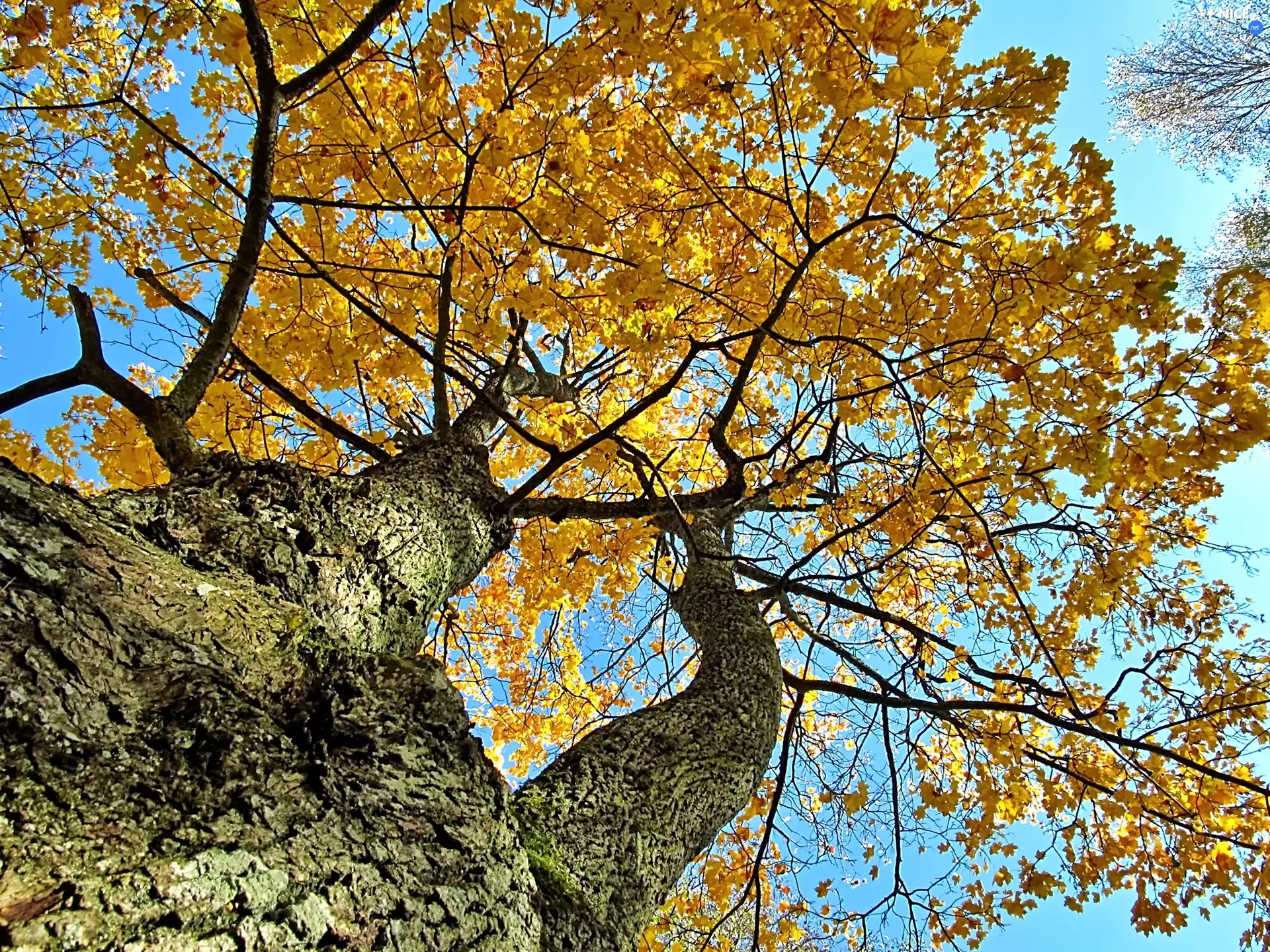 autumn, Leaf, Sky, maple