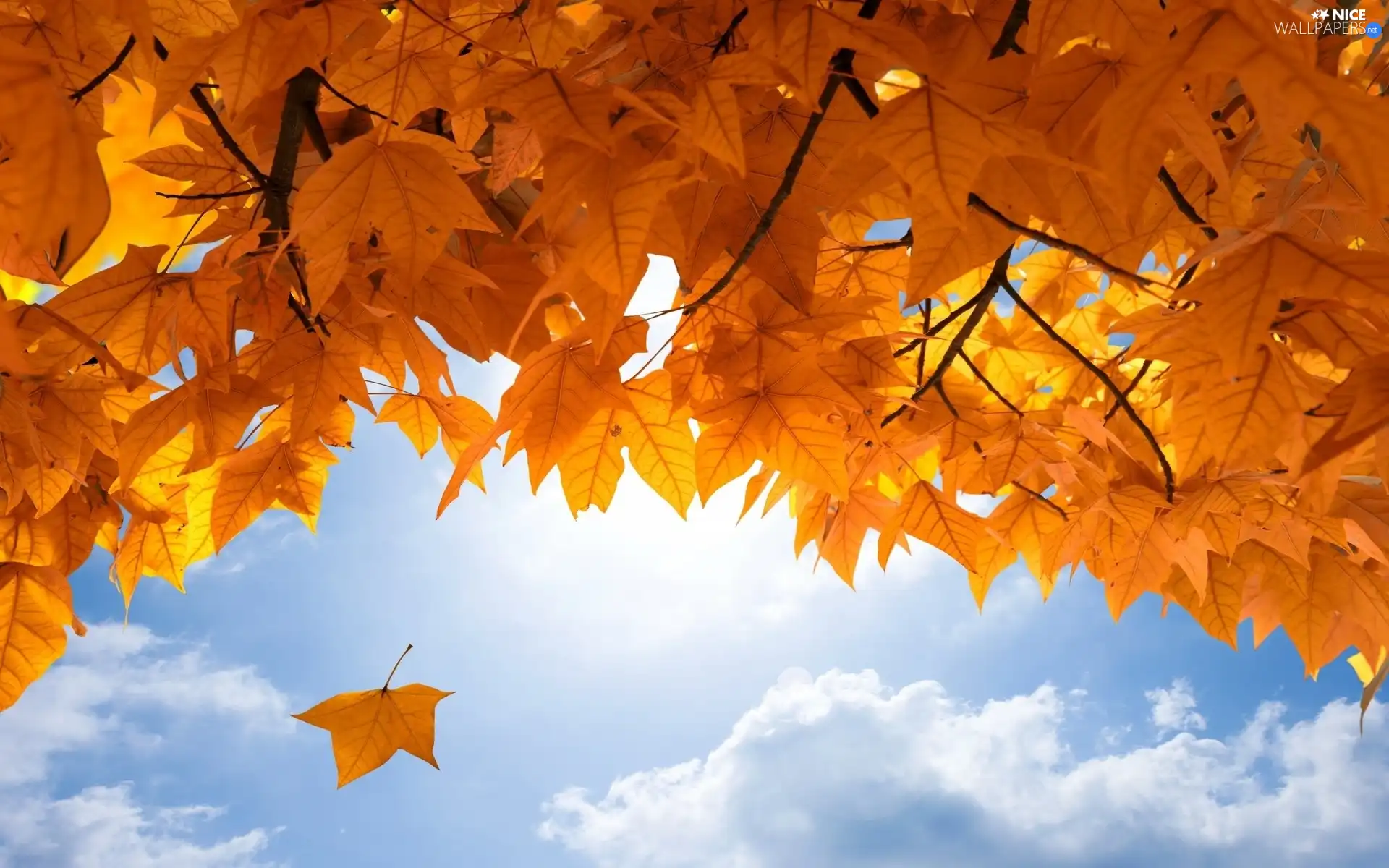 Sky, Leaf, autumn