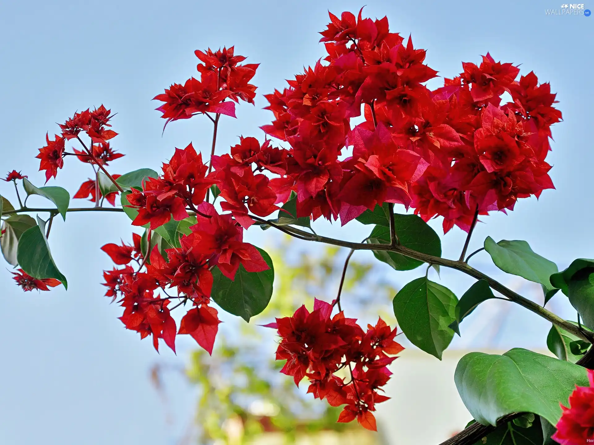 Sky, Flowers, background